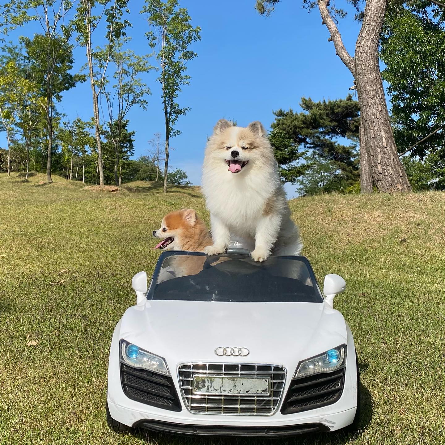 오빠 차 뽑았다~~~ 드라이브가자~~🚗
#dogstagram #dog #doglover #멍스타그램 #gogodog #고고독 #애견카페 #진천애견카페 #진천고고독 #포메라니안 #파티포메 #멍멍이 #멍멍이그램 #애견인 #애견미용사 #쉐이블포메 #쉐이블포메라니안 #파티포메라니안 #개린이 #개스타그램 #독스타그램 #댕댕이 #댕스타그램 #반려견 #강아지 #강아지일상 #댕팔 #댕팔맞팔 #멍팔맞팔환영 #멍팔맞팔