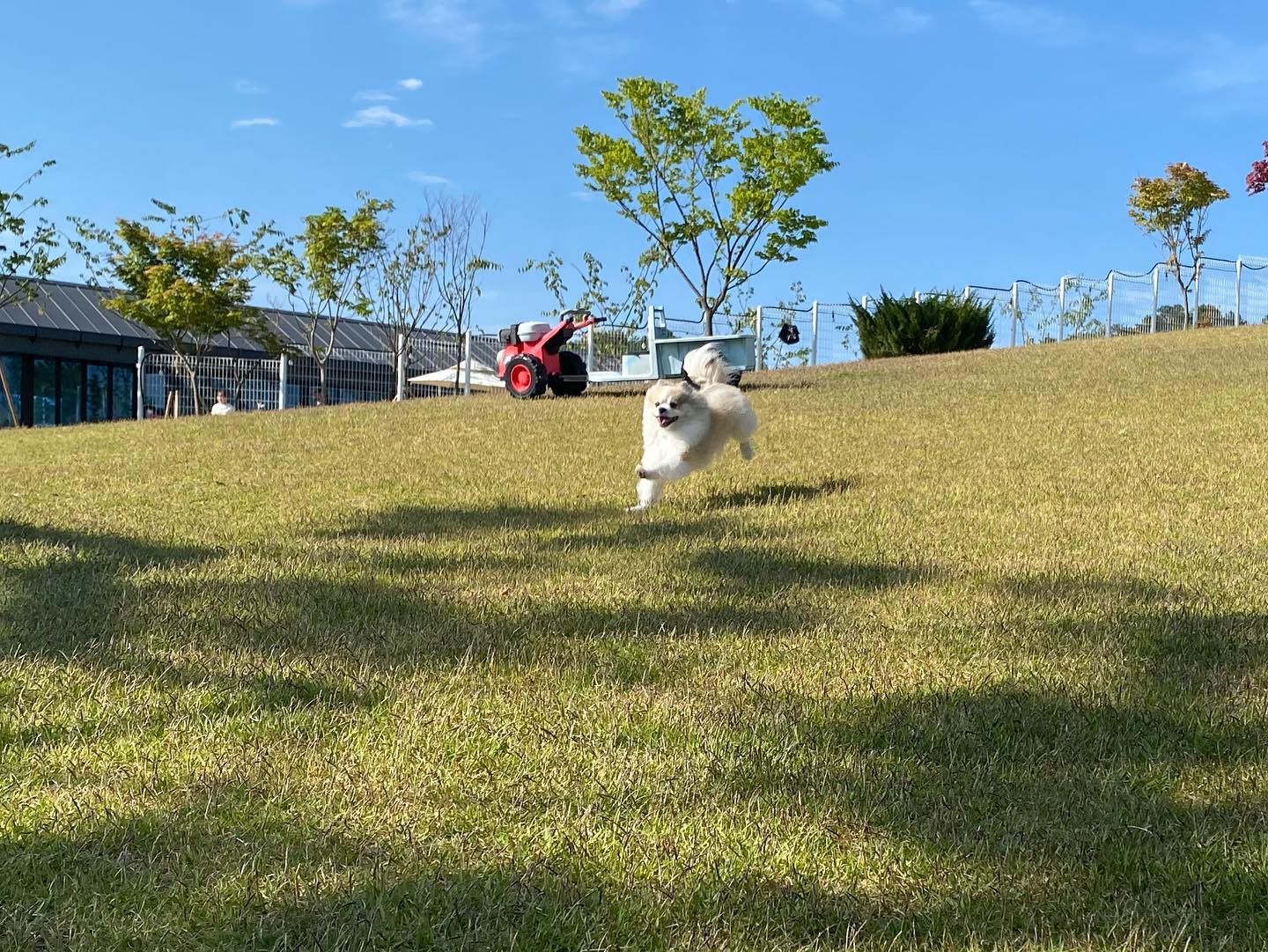 #누구보다빠르개남들과는다르개 😏
.
.

#dogstagram #dog #doglover #멍스타그램 #gogodog #애견카페 #진천고고독 #고고독 #진천애견카페 #포메라니안 #파티포메 #멍멍이 #멍멍이그램 #애견인 #쉐이블포메 #쉐이블포메라니안 #파티포메라니안 #개린이 #개스타그램 #독스타그램 #댕댕이 #댕스타그램 #반려견 #강아지 #강아지일상 #댕팔 #댕팔맞팔 #멍팔맞팔환영 #멍팔맞팔
