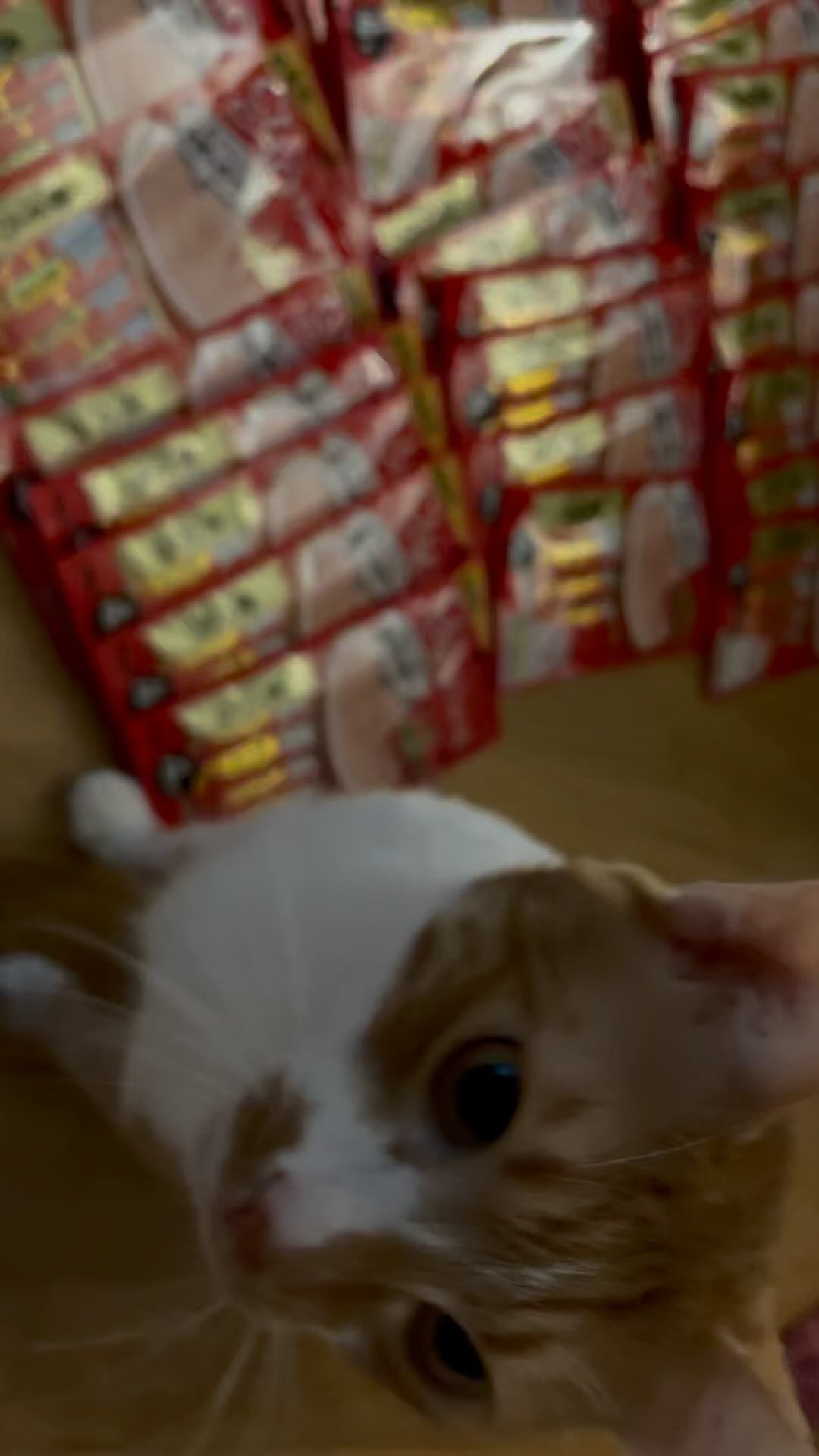 우리집 귀염둥이 🐱
박뽀또씨 ㅋ ㅋ