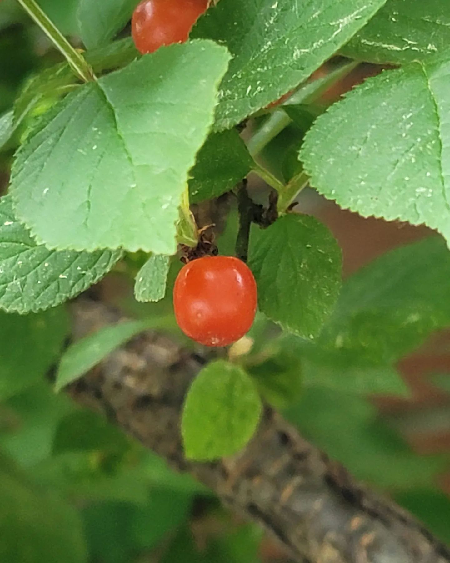 생각이 많아지는 아침이네요.
며칠간 머리는 복잡하고 가슴은 답답하고.
내가 잘 살고 있는 게 맞는지 모르겠고.
참 복잡한 날들이었네요.
이 또한 잘 지나갈까요?
잘 지나가겠죠?
그래야만 해요.
아침 빨간 앵두를 보며 참 이쁘게 익어간다 생각하며 복잡한 마음을 다 잡아보는 아침이네요.