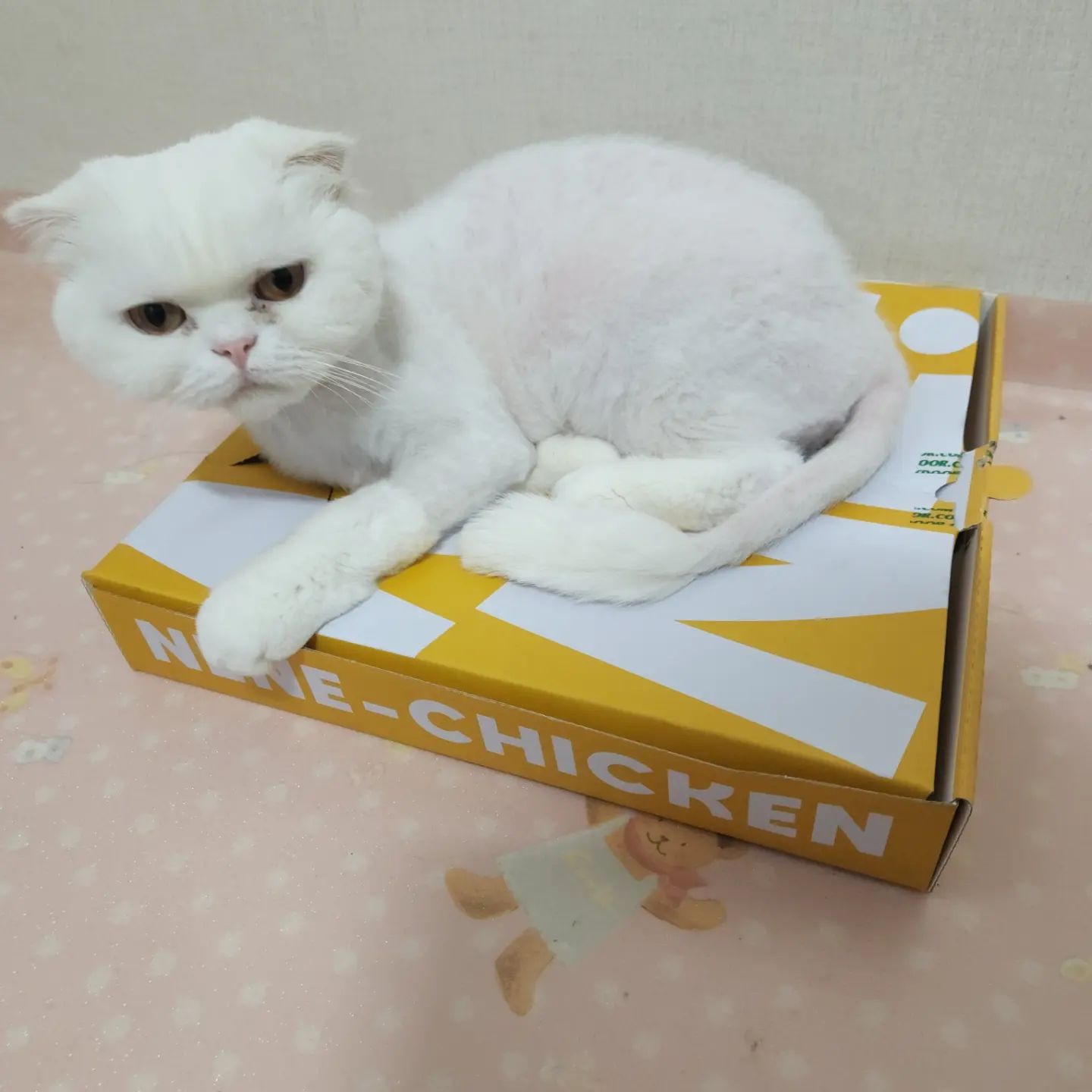 우리한테 양보하라냥😾

⠀
⠀
⠀
⠀
⠀
⠀
⠀
#하크네 #하양이크림이
#하양이 #크림이 #스코티쉬폴드 #브리티쉬숏헤어 #냥스타그램 #냥팔 #냥팔맞팔 
#집사 #집사맞팔 #집사스타그램 
#고양이 #고양이스타그램 #네네치킨박스 #싱그러운데이지향기