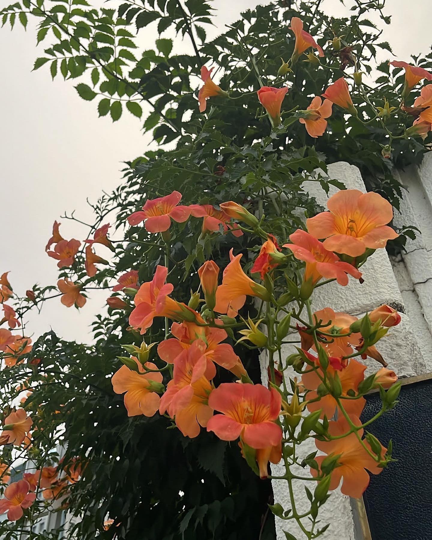 할 수 있다능