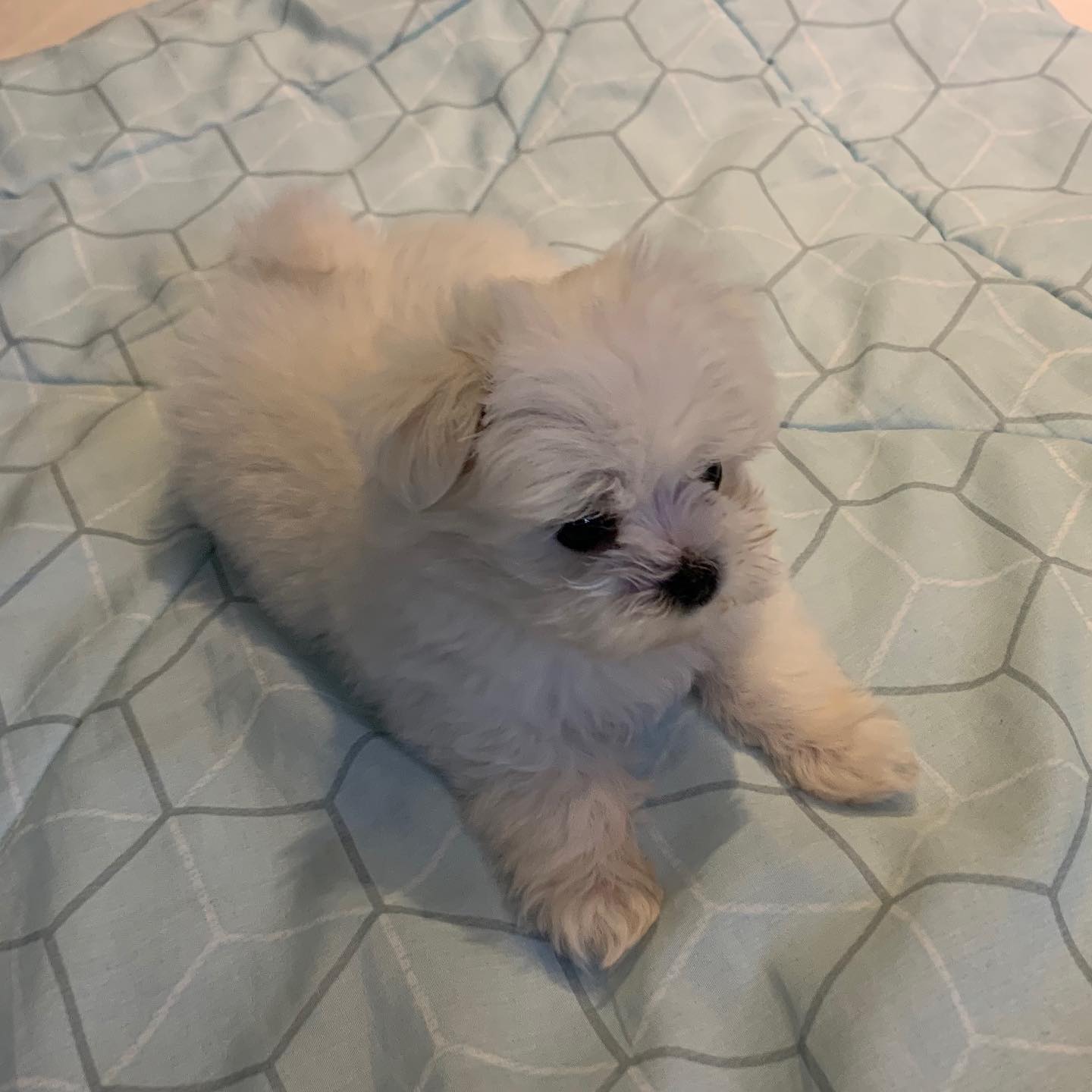 #말티즈 아가가족이 생겼어요🥳
queenkang_love 🍊🧡
울낑깡이 귀여운사진영상 많이 올릴건데 보러와주실꺼죵🙊
강쥐키우는데 필요한 정보 공유해요오