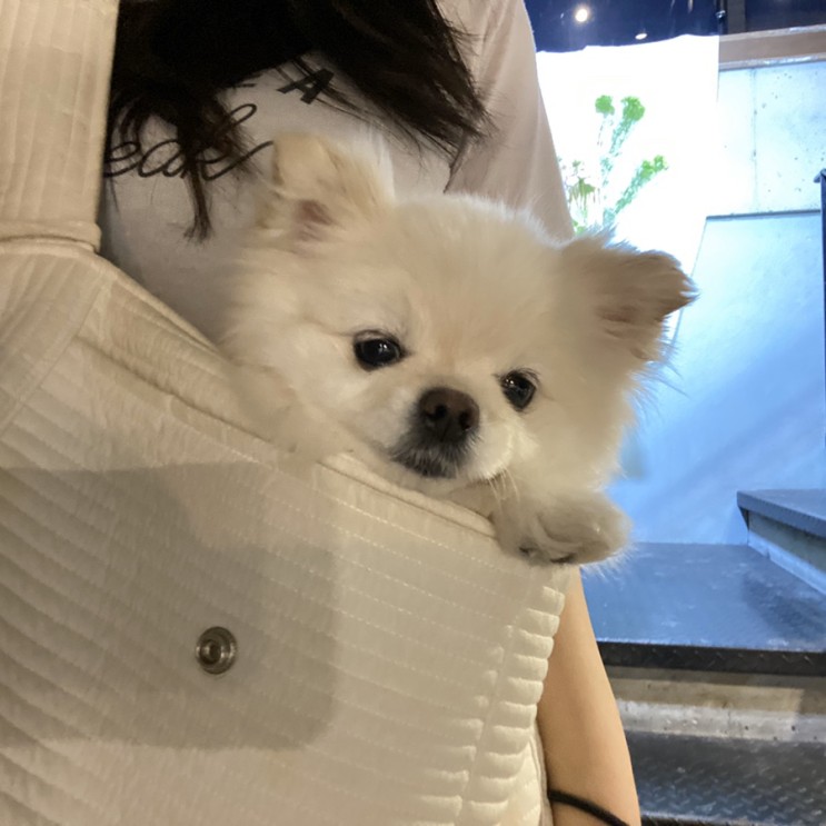 셀프목욕도 가능한 시지 애견카페 '동행 프로젝트'