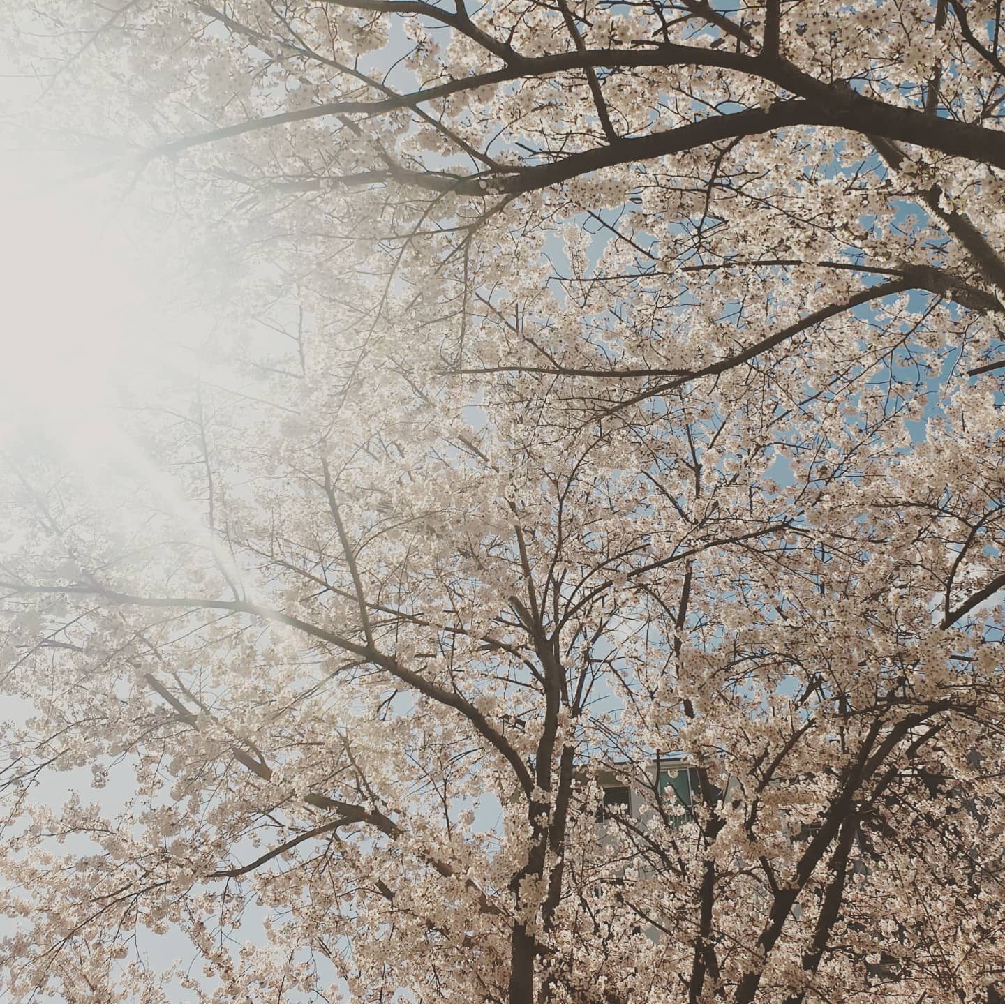 🌸🌸 매년 보는 벚꽃이지만, 볼때마다 아름다운것🌸🌸 #집앞에#벚꽃만개

봄마다 아름답게 변하는#진해#벚꽃

아쉽지만 #코로나 때문에 #군항제 #벚꽃축제 #취소