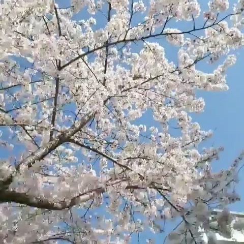 여길 둘러봐도 저길 둘러봐도 
보이는게 #벚꽃 밖에 없네요🌸🌸 오늘 #파란하늘에
벚꽃이 더 예뻐보이네요☺️ #아침출근길#집앞 
#벚꽃천지 🌸🌸🌸