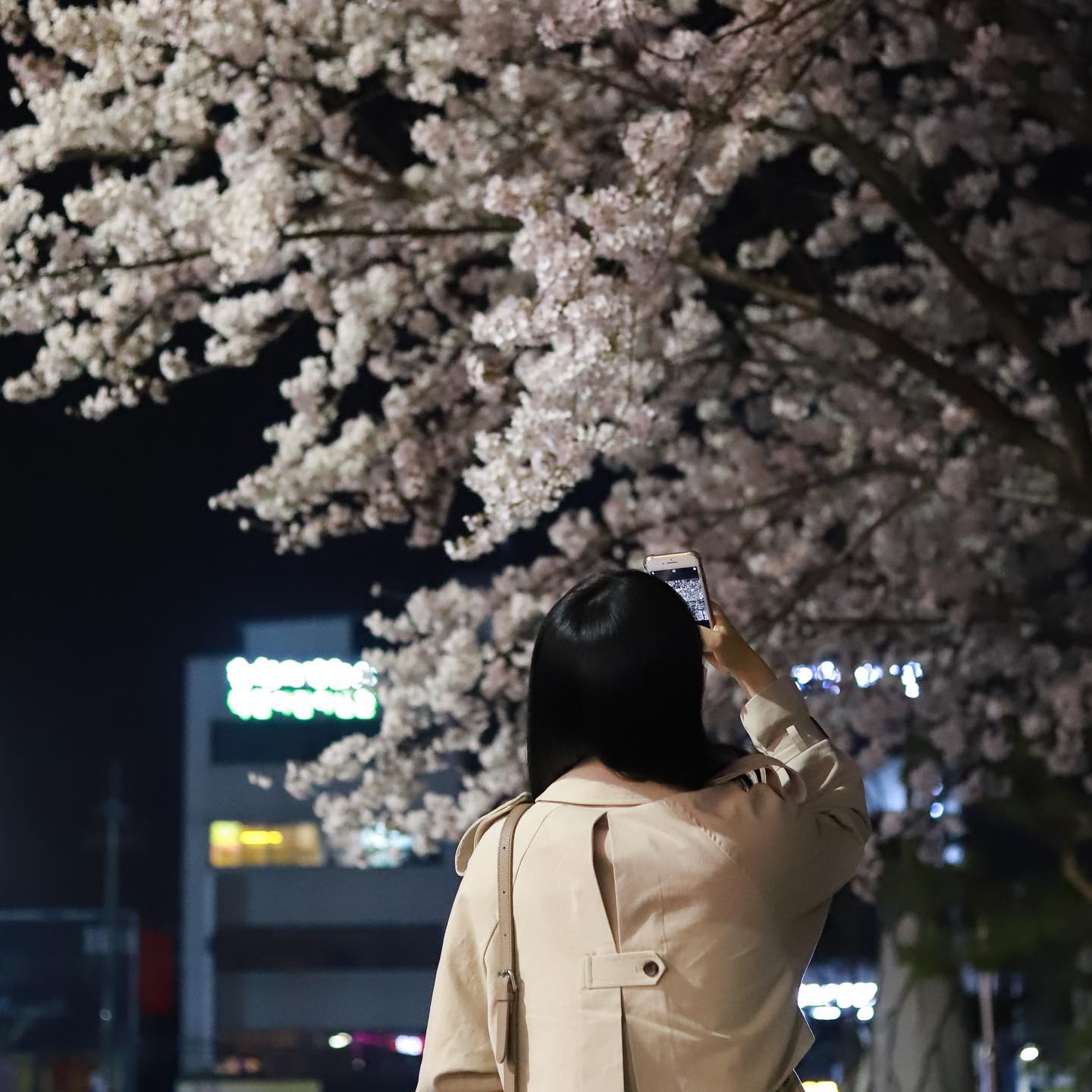 .
벚꽃을 찍는 너를 찍는 나 📷