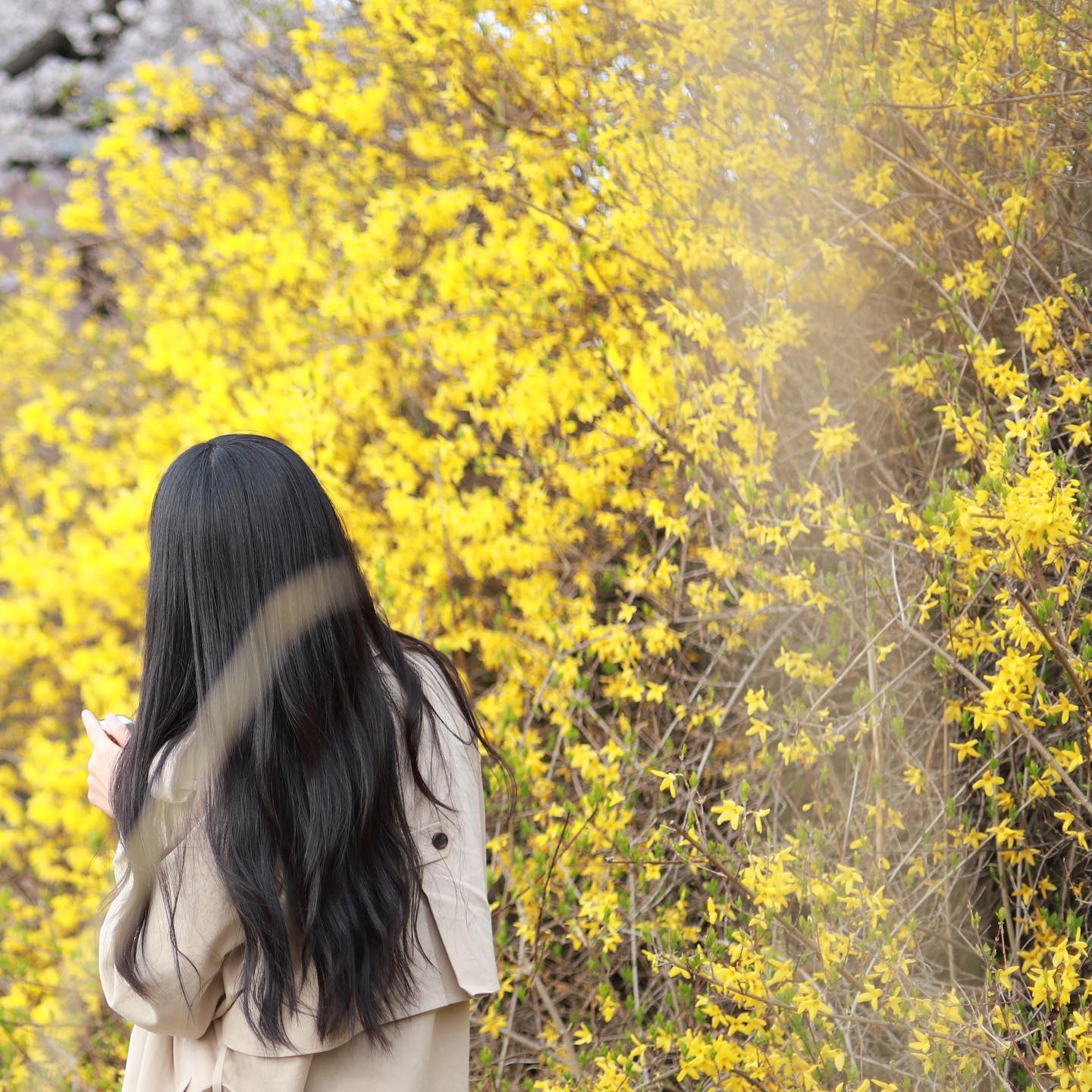 .
이런 개나리 🌼