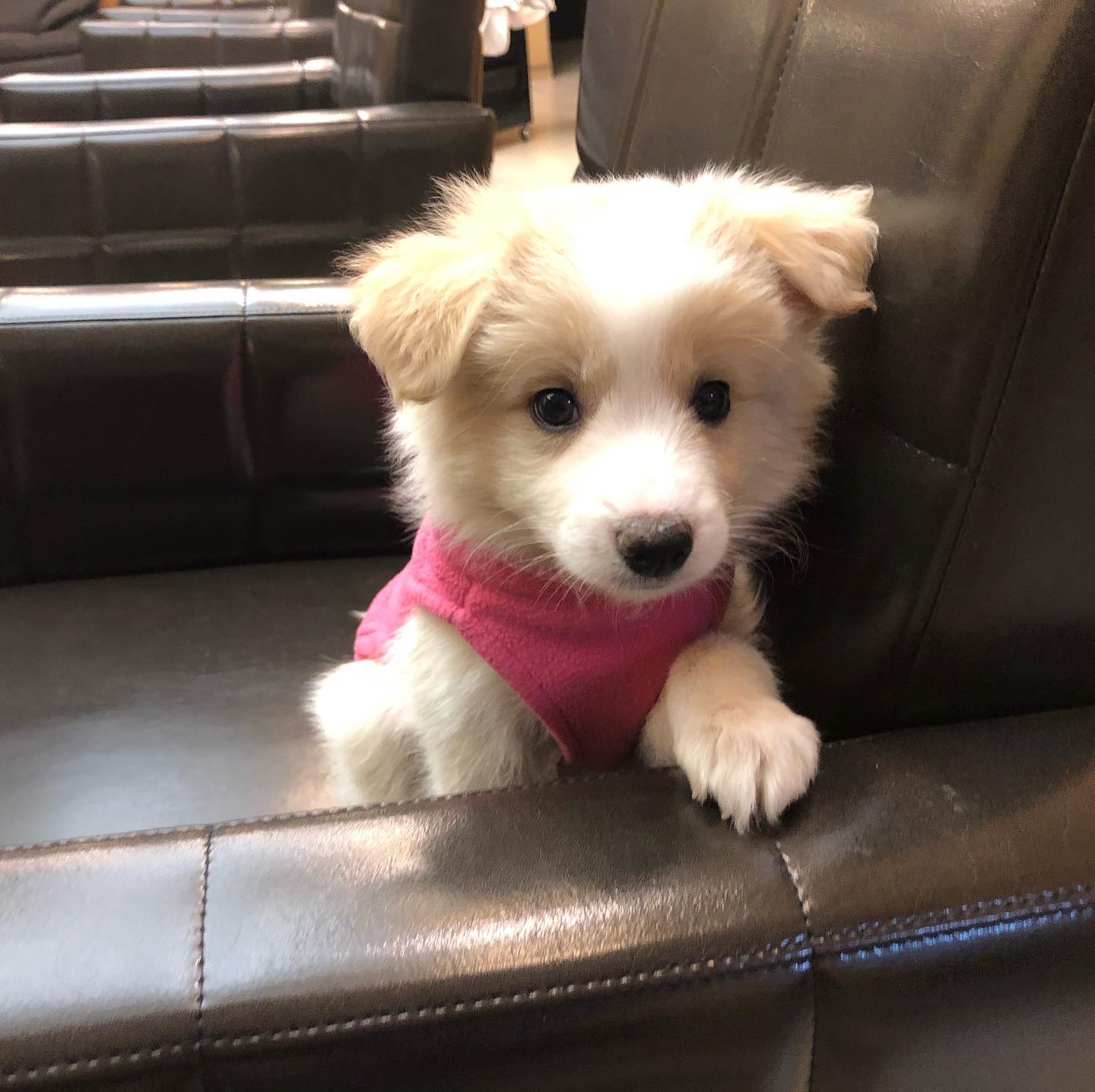 귀염뽀짝 댕댕이 상주견 보리입니다 🐶 ( 보더콜리라고 해요! )
.
아직 아가라 간식은 못머거여! 
나이는 생후 53일차 입니다 ☺️
취미는 언니따라다니기 ➰장난감한테 짖기
.
.
#안성미용실 #중앙대학교 #한경대  #안성미용실추천