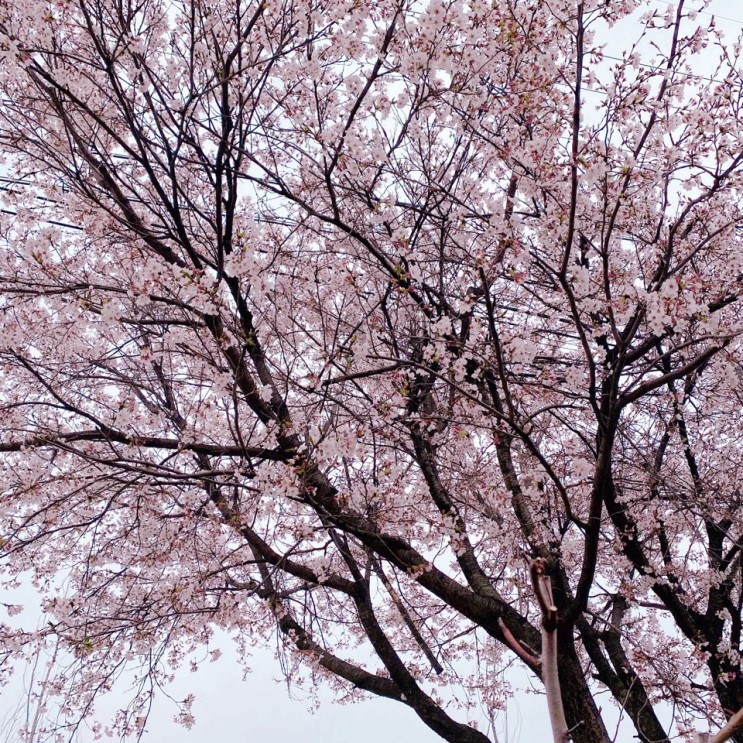 바디로션 :: 바르는 향수, 아르투아 향수 바디로션 / 향 좋은 바디로션 / 천사연구소 / 바디로션 추천