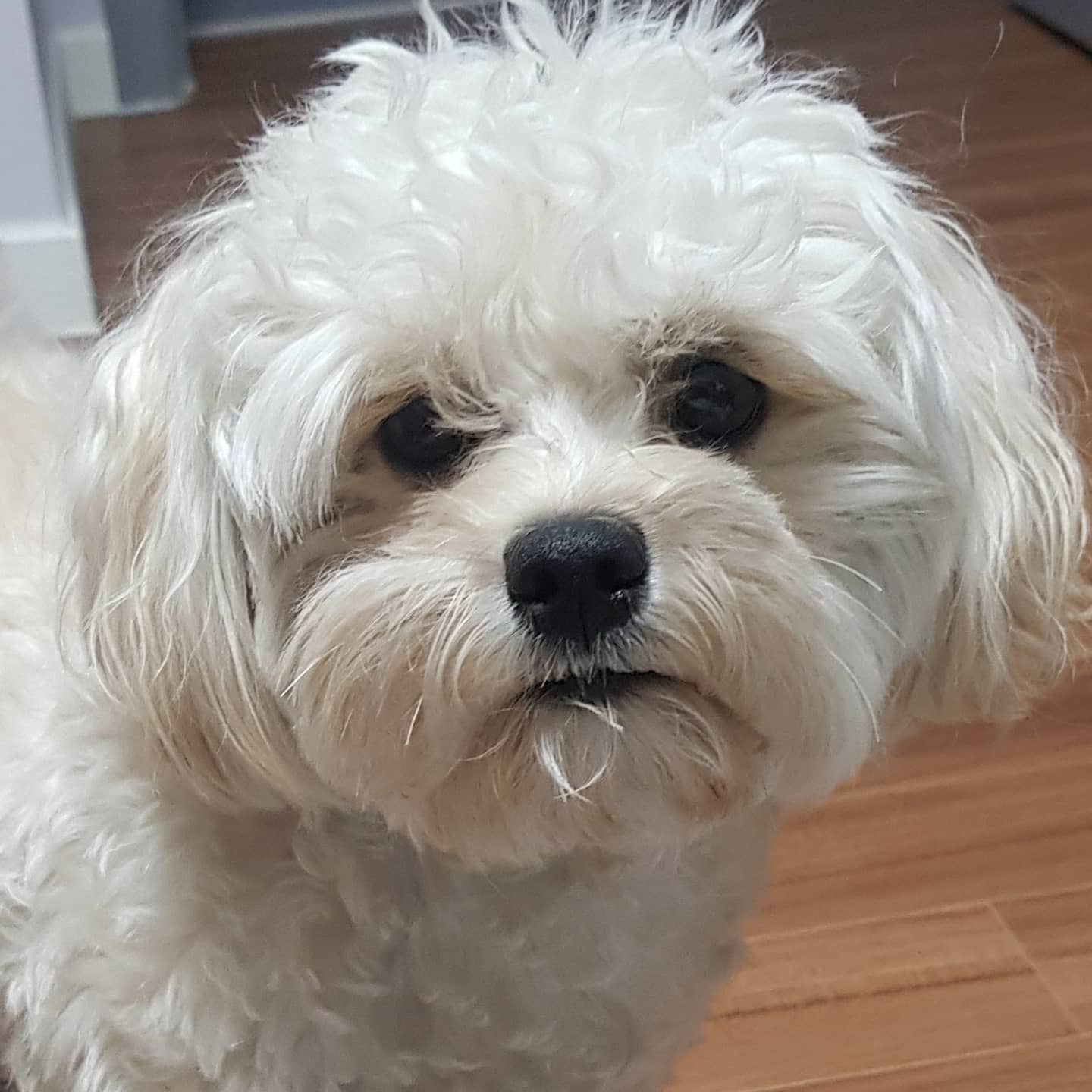 땅콩이의 봄맞이 미용 전, 후 모습

#강아지스타그램 #봄맞이🐕 미용 #미용전후모습 #내사랑댕댕이😍 #말티푸땅콩 #dogstagram #springtime🌸 #puppybeauty #puppybeautytreatment #mylovedog🐶 #maltipooDDangGong