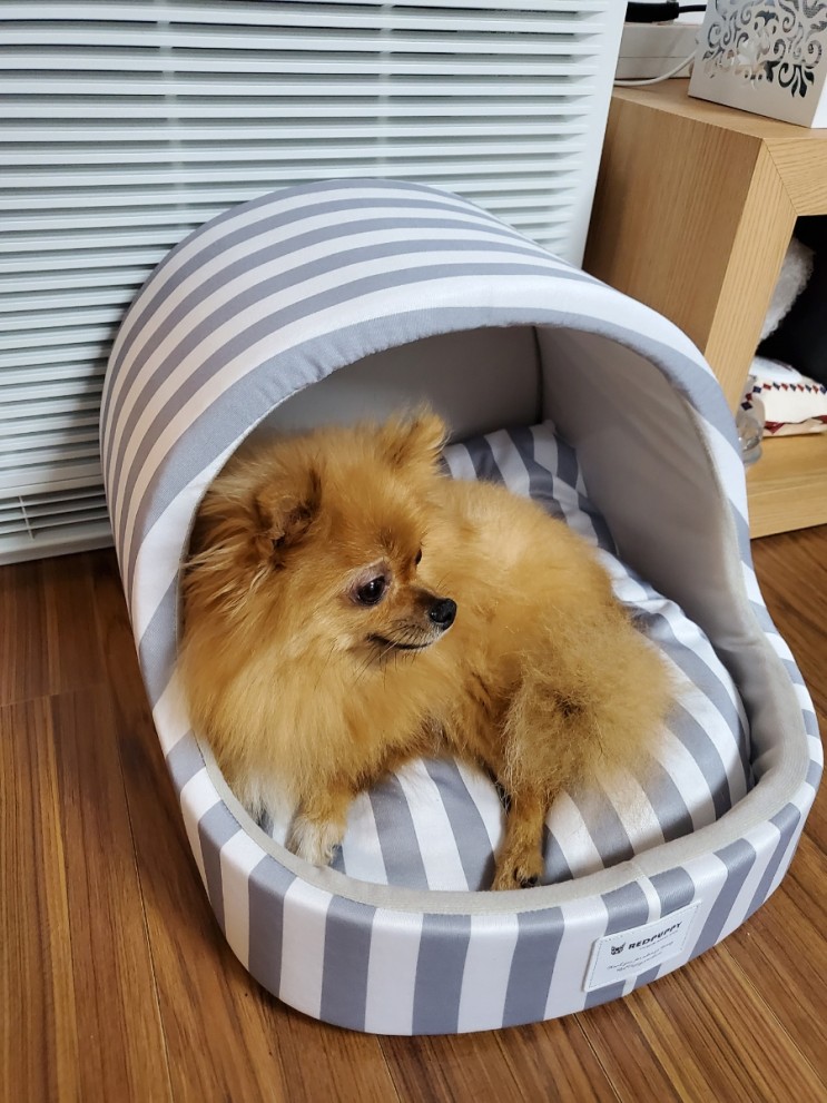 레드퍼피 빈펫 동글이 하우스 스트라이프 심플 강아지집 구매