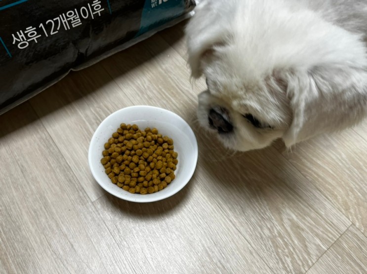 강아지 노령견 대용량 사료 추천 • 대한사료