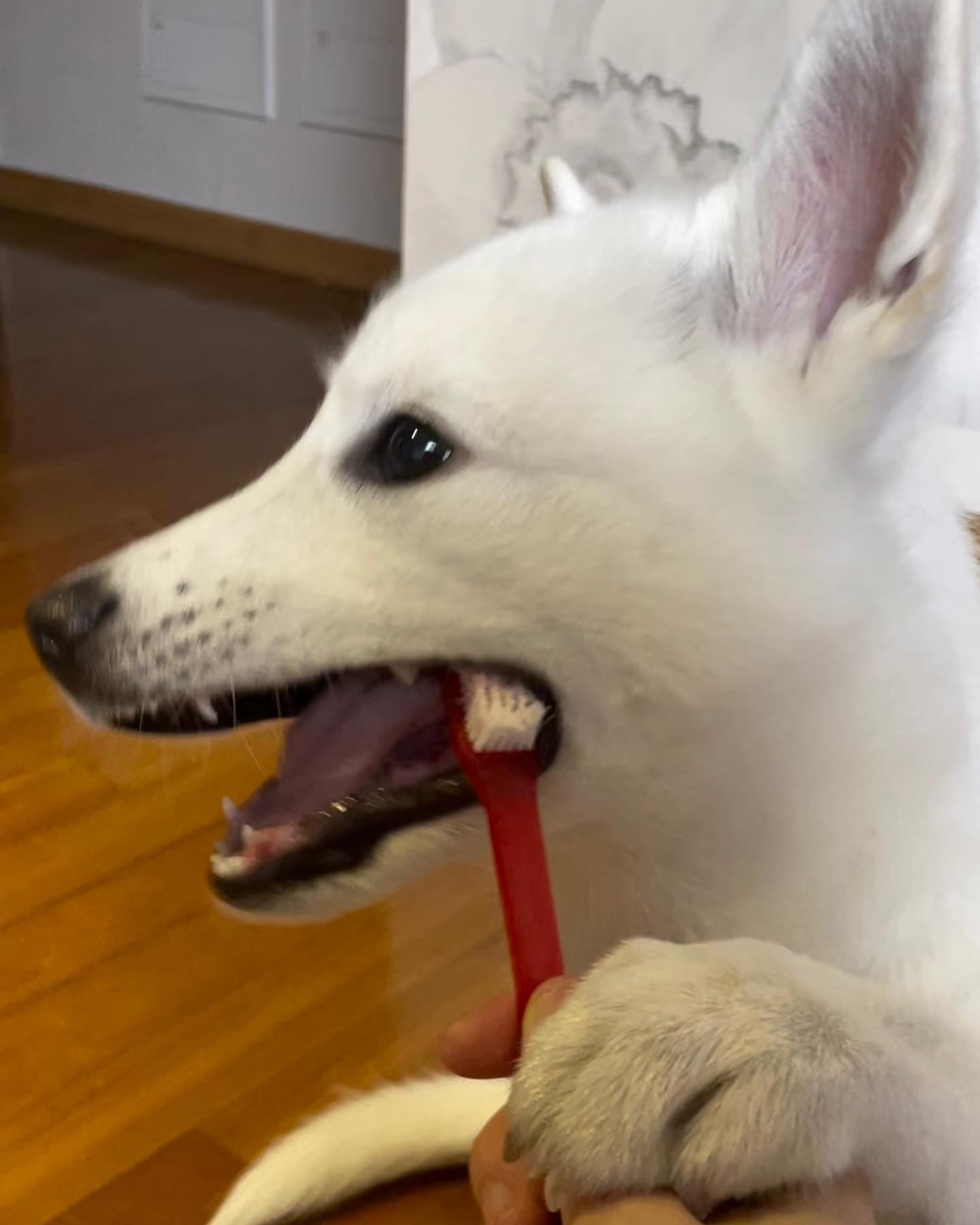 양치시간🪥🐶