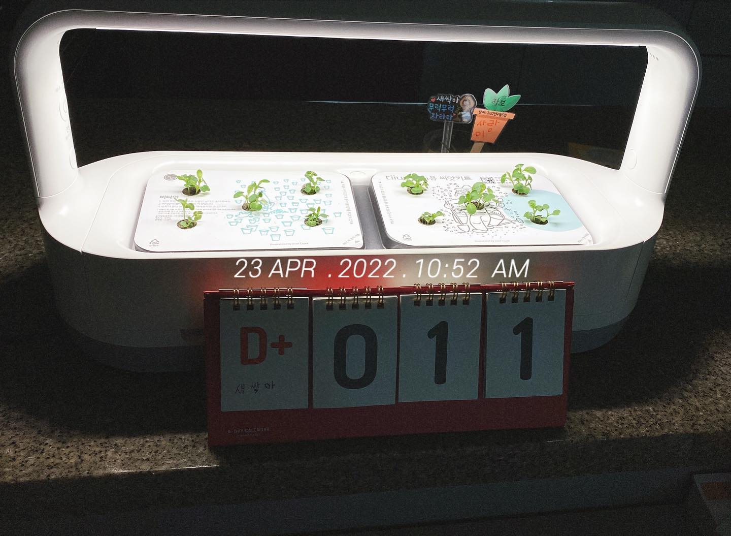 새싹이 11일차

아이들 키를 재듯 눈으로 키재는 중 
퇴근하고 왔더니 또 열심히 자랐구나🌱

힘내자 새싹아💚💚

#틔운미니 #새싹이 
#반려식물 #테이블위의작은정원 
#틔운미니11일차 #워킹맘취미