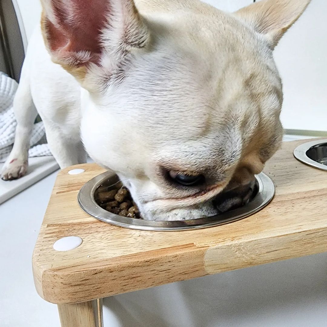 보리보리 on Instagram: “보리는 아직 1년도 안된 어린 댕댕이지만 요즘같이 더운날씨에 조금만 뛰어도 심장이 엄청나게 뛰고 숨가빠 해요 모든 단두종의 아이들이 그렇겠지만 호흡기도 약하
