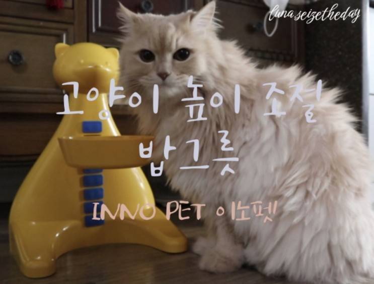 반려동물 밥그릇 :: 강아지/고양이 테이블 밥그릇 높이 조절 식기 by 이노펫