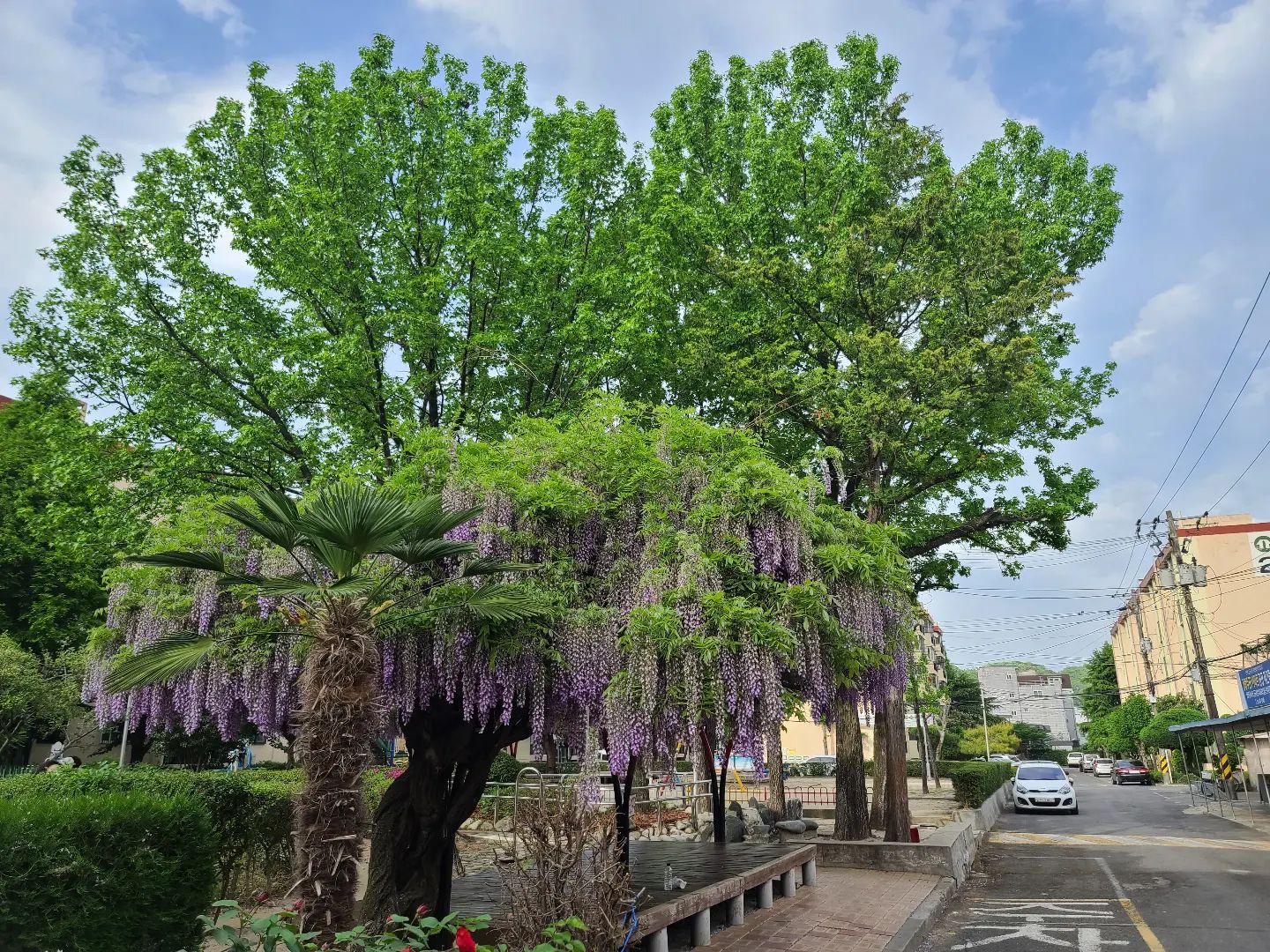 릴스 올리려다가 자꾸 오류로 계속 튕겨지고..
어플 다시 깔기를 세번...
안해 안해 안해!!!!!
등나무 영상 올리고싶었는데 ㅠㅠ
초 비현실적인 등나무의 모습

📍 진주 상봉주공아파트 1차
📷  Samsung galaxy S20 ultra 

#진주 #진주등나무 #진주주공아파트 #경남 #여행에미치다 #여행 #등나무 #보라해 #보라보라 #flowers #photography #daily