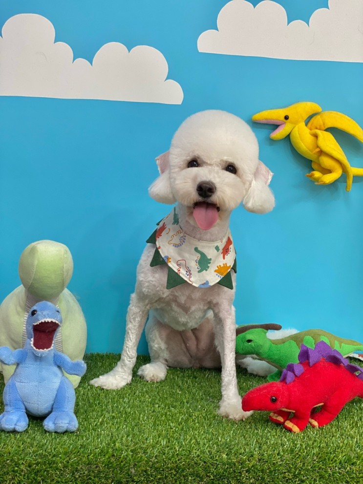 [천안 성정동/두정동 멍띠끄] 복실이 미용하고 왔어요 🐶 (천안 비숑 베들링턴컷 후기, 천안 애견 미용실)