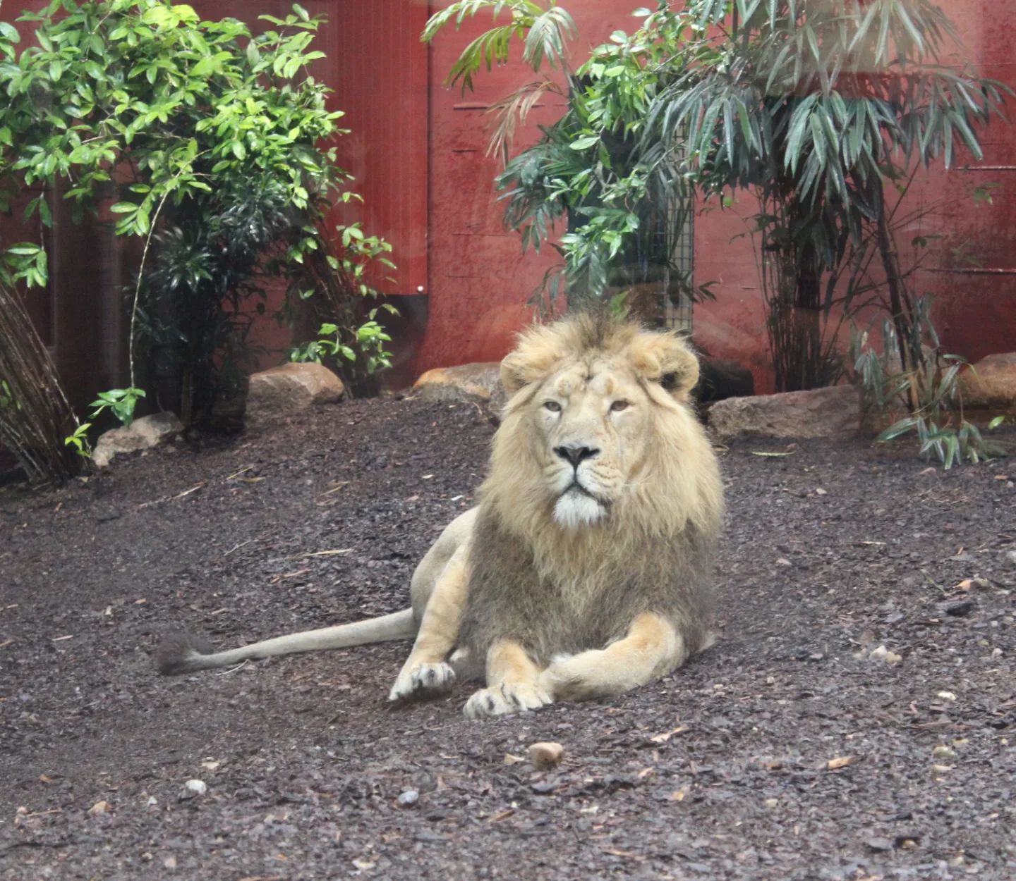 Den gestrigen Tag genutzt, um wieder einige tolle Fotos zu schießen.. Das erste Mal seither, dass ich den Löwen so dicht sah, ein Faultier über mich kletterte und natürlich durften auch meine 🐯-Lieblinge nicht fehlen.. Immer wieder ein schöner Besuch.🥰🤗

Ignore:...
#photographer #photograph #photography #photo #hobby #hobbyphotograph #Hobbyfotograf #hobbyphotographer #hobbyphotography #nature #naturephotos #naturephotographer #naturephotography #beautiful #beautifulnature #lion #lions #lionphotography #lionphotograph #colourfulnature #lovelynature #naturelover