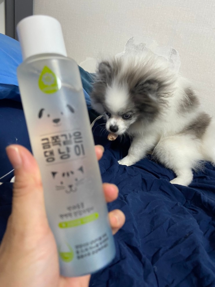 (금쪽같은댕냥이) 반려동물 영양제 강아지 간식도 간단하게 금쪽같은댕냥이 액상으로 추천!