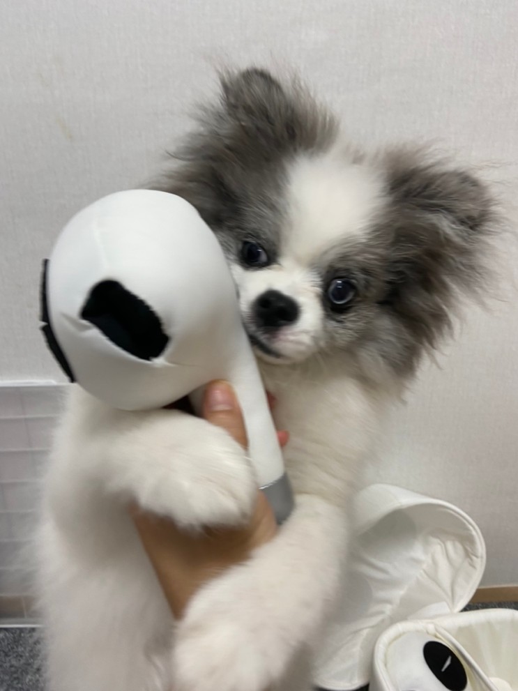 (눈치상회) 강아지노즈워크 장난감 추천 개어팟장난감 진짜 개인싸템!!!