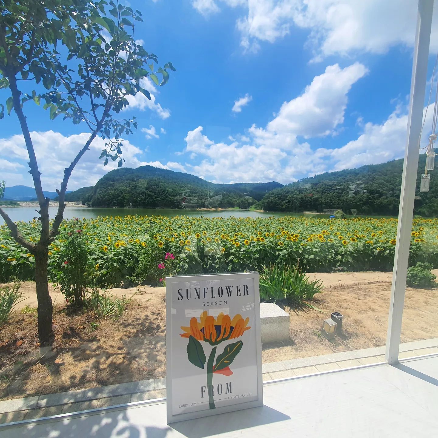 해바라기 가득한 카페 🌻 

#경주