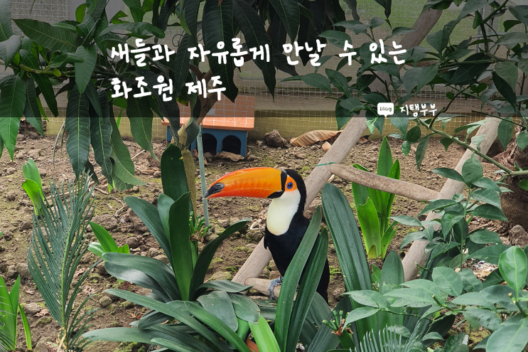 제주도 서쪽 | 아이들과 함께 가기 좋은 제주여행지 추천! 커플 데이트 장소로도 좋았어요 제주 애월 화조원 아이와가볼만한곳