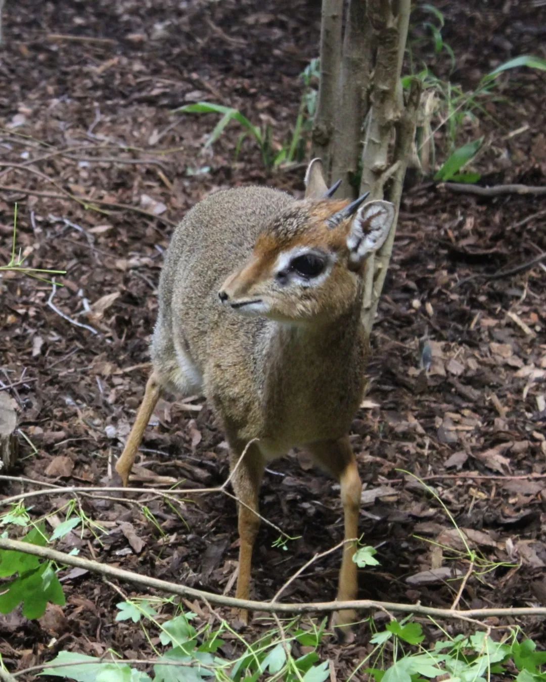 Schockverliebt beim ersten Blick..😍😍

Ignore:...
#photographer #photograph #photography #photo #hobby #hobbyphotograph #Hobbyfotograf #hobbyphotographer #hobbyphotography #nature #naturephotos #naturephotographer #naturephotography #beautiful #beautifulnature #animal #animalphoto #animalphotography #animalphotograph #colourfulnature #lovelynature #naturelover