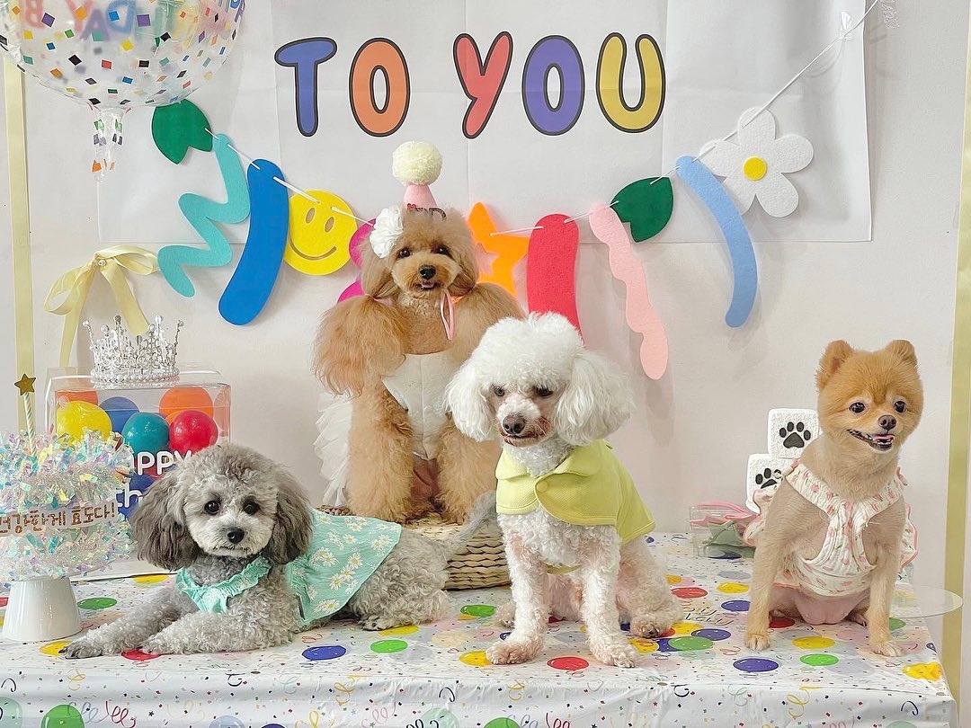 같이 축하해준 보리,해피,조이🎉
감사룽다🫶🏻

#푸들#반려견#강아지#댕댕이#뽀글이#petdog#댕팔#멍팔#泰迪