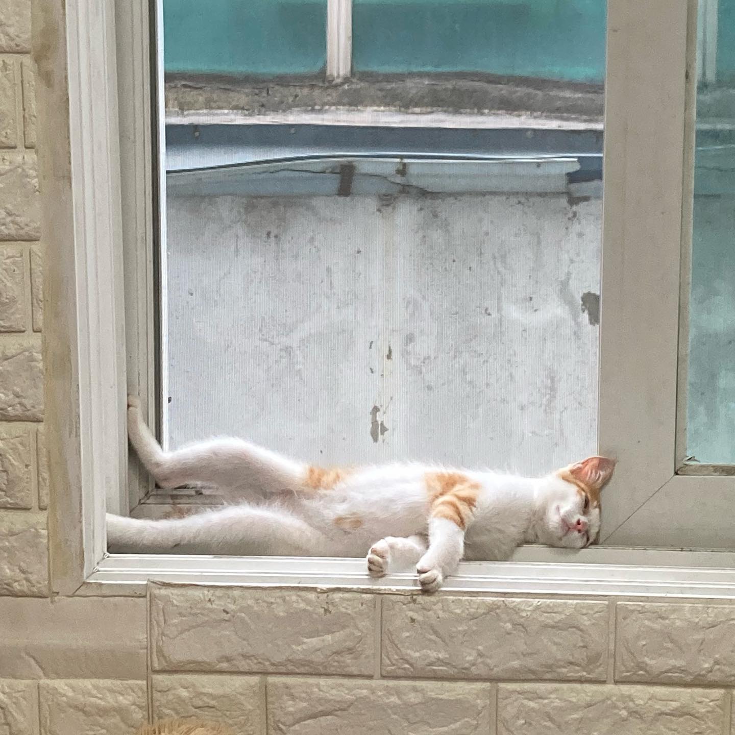 그래 딱 맞아서 좋냐

#집사 #냥집사