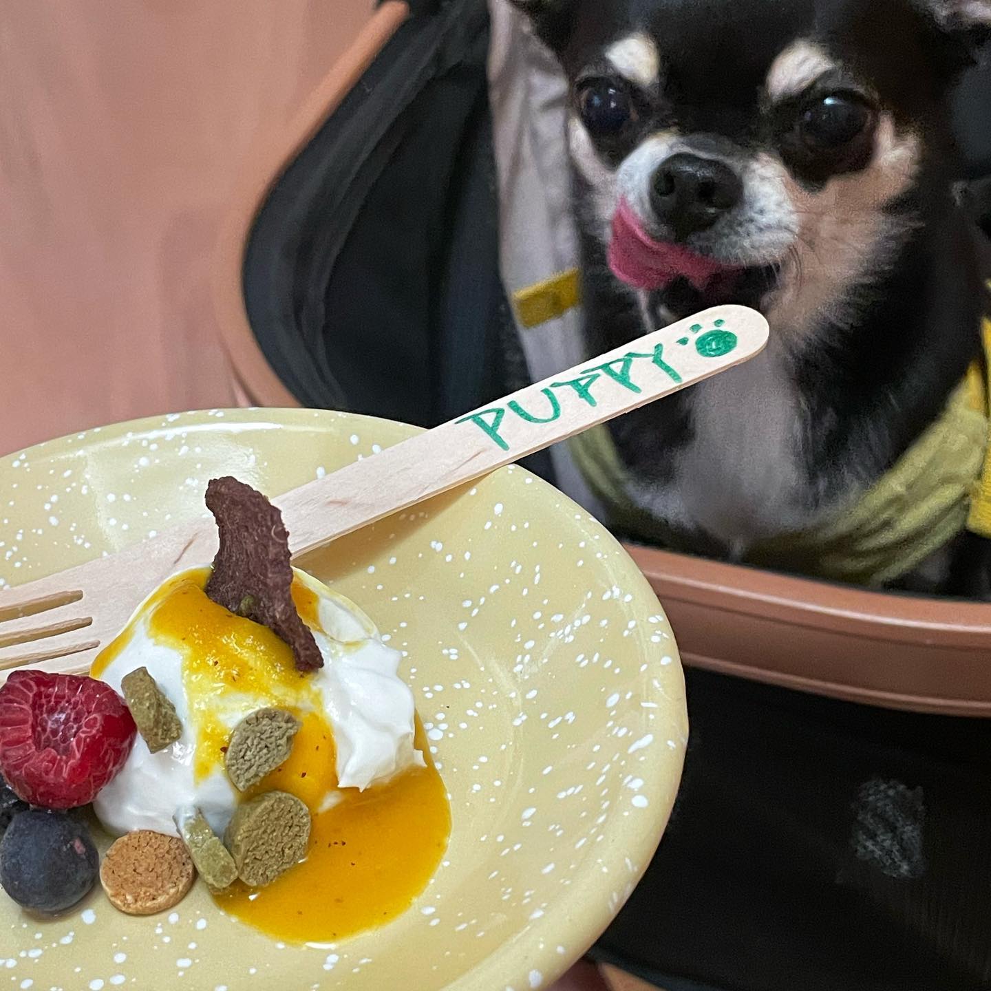 군침이 삭도노 🐶

#부산신상카페 #잎테
#부산애견동반카페 
#부산애견동반여행
#카페투어 #신상카페 #좋아요 #cafetour