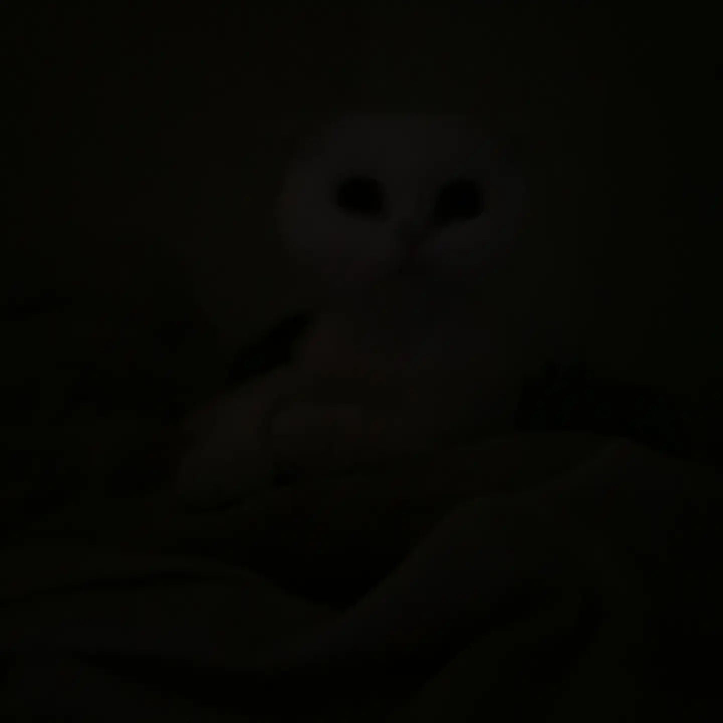 같이 자자옹🐱
(1번째 사진에서 하양이가 보인다면 눈이 매우좋은사람입니다)

⠀
⠀
⠀
⠀
⠀
⠀
#하크네 #하양이
#스코티쉬폴드 #냥스타그램 #냥팔 #냥팔맞팔 
#집사 #집사맞팔 #집사스타그램 
#고양이 #고양이스타그램 #행복의시간속
⠀