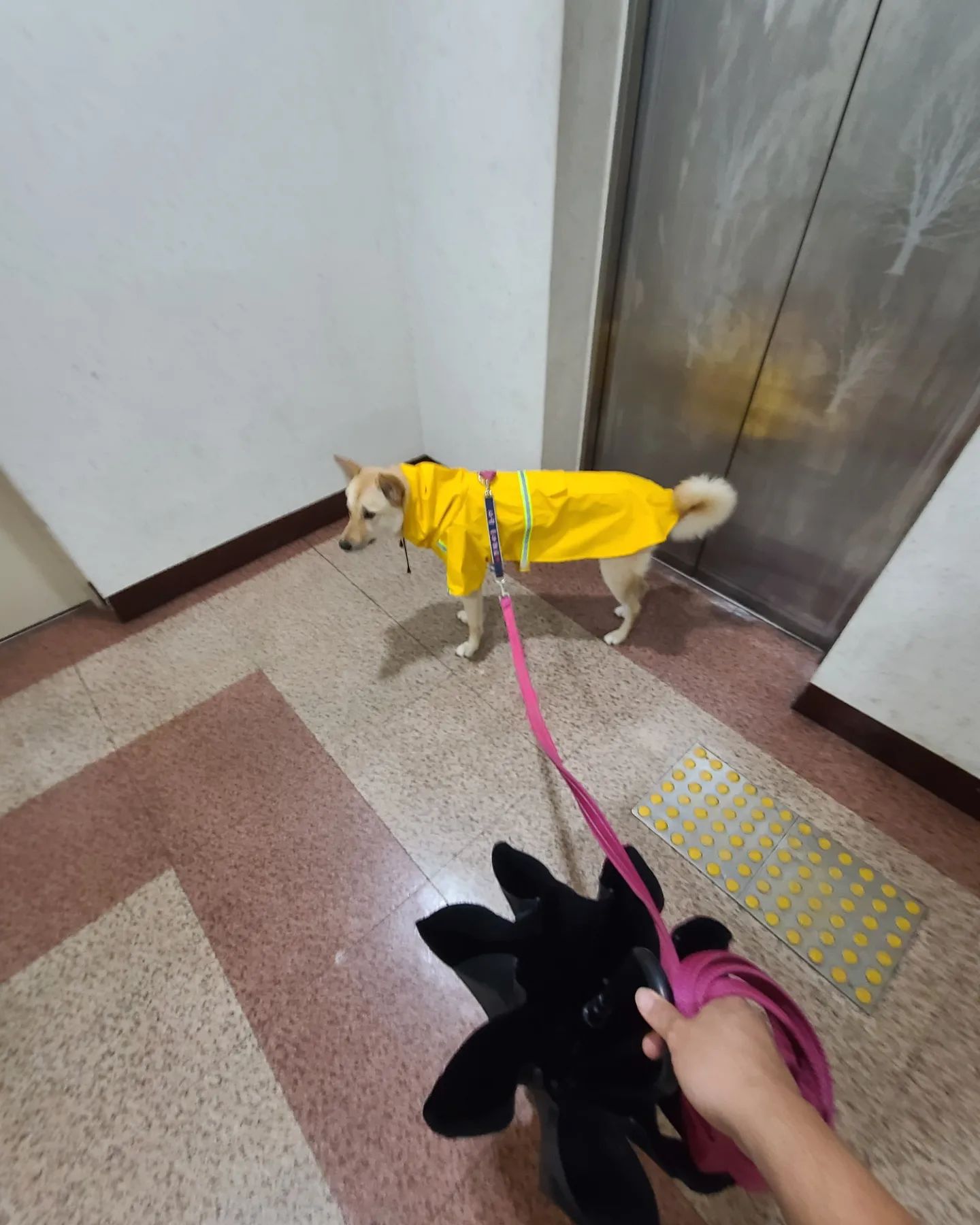 어제  비가많이 내려서  주차장 산책하자니깐 자꾸~나가자고~  나가자고~눈치줘서 나갔다가 목욕하고 개껌뜯는 샘순이~
.
.
.
#유기견입양 #샘순이#산책#폭우
#진도믹스#우비#멍스타그램 #쫄딱젖음
#건강하게자라렴 #내새끼