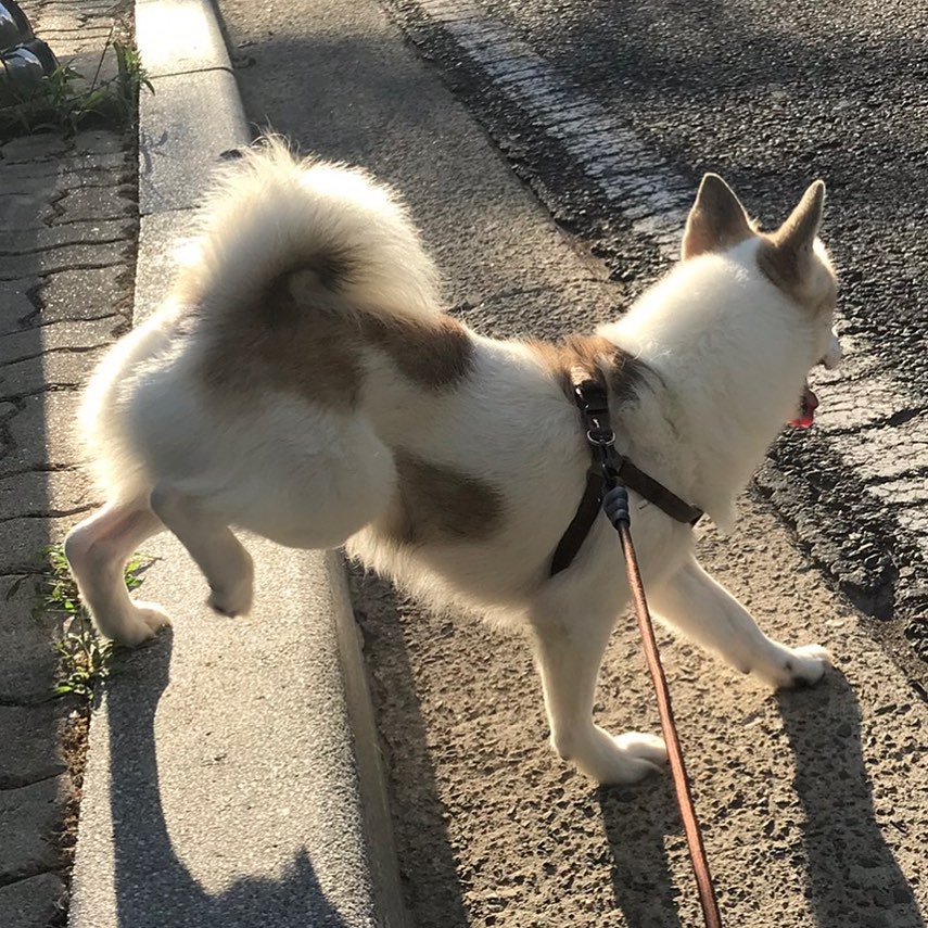 너에겐 내가 세상의 전부였는데, 난 그러지 못한게 너무 미안해
아무런 조건 없이 순수하게 사랑만 줬던 너를
아프던 너를 보러가면 꼭 그게 마지막일것같아 무서워서 차마 마지막까지 보러 가지도 못한게 너무 후회돼
아프던 와중에도 산책은 잘 나가던 너였는데, 그날은 산책마저 못하고 다시 돌아왔다는게
다들 잠들쯤 조용히 일어나서 화장실 구석에서 그렇게 조용히 간게 믿기지가 않아
내가 집에만 가면해맑게 꼬리흔들어주던 네가 더이상은 없다는게 아직도 실감이 안나

평생 기억할게, 소중한 내 아기
꼭 좋은곳 먼저가서 기다려줘 나중에 다시만나길