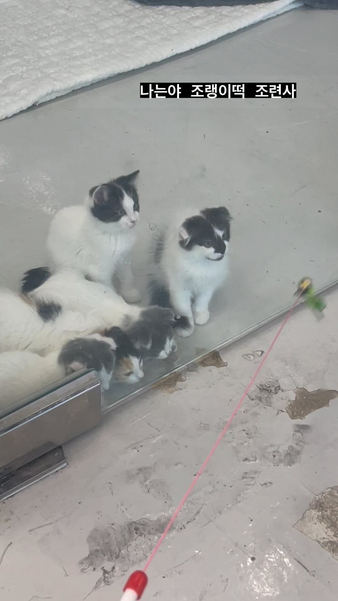 조량이떡 조련사♥️

#고양이 #집사그램