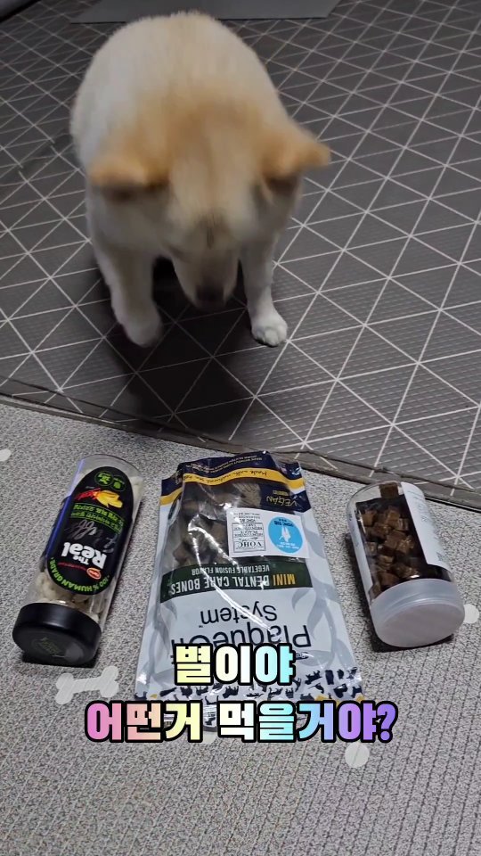 뾰리의 최애껌 사랑은 변하지않아~~~ㅋㅋㅋㅋ
요즘은 표현이 확실해서
강아지 아니고 사람같..아...
견생 몇회차세요...?????
 
그나저나 우리애 최애껌 사러 또 펫페어가야되나ㅋㅋㅋ
@shinki_petcare 온라인 펫페어 해주시면 안되나요..???!
우리애가 애타게 기다려요....ㅋㅋㅋㅋ
