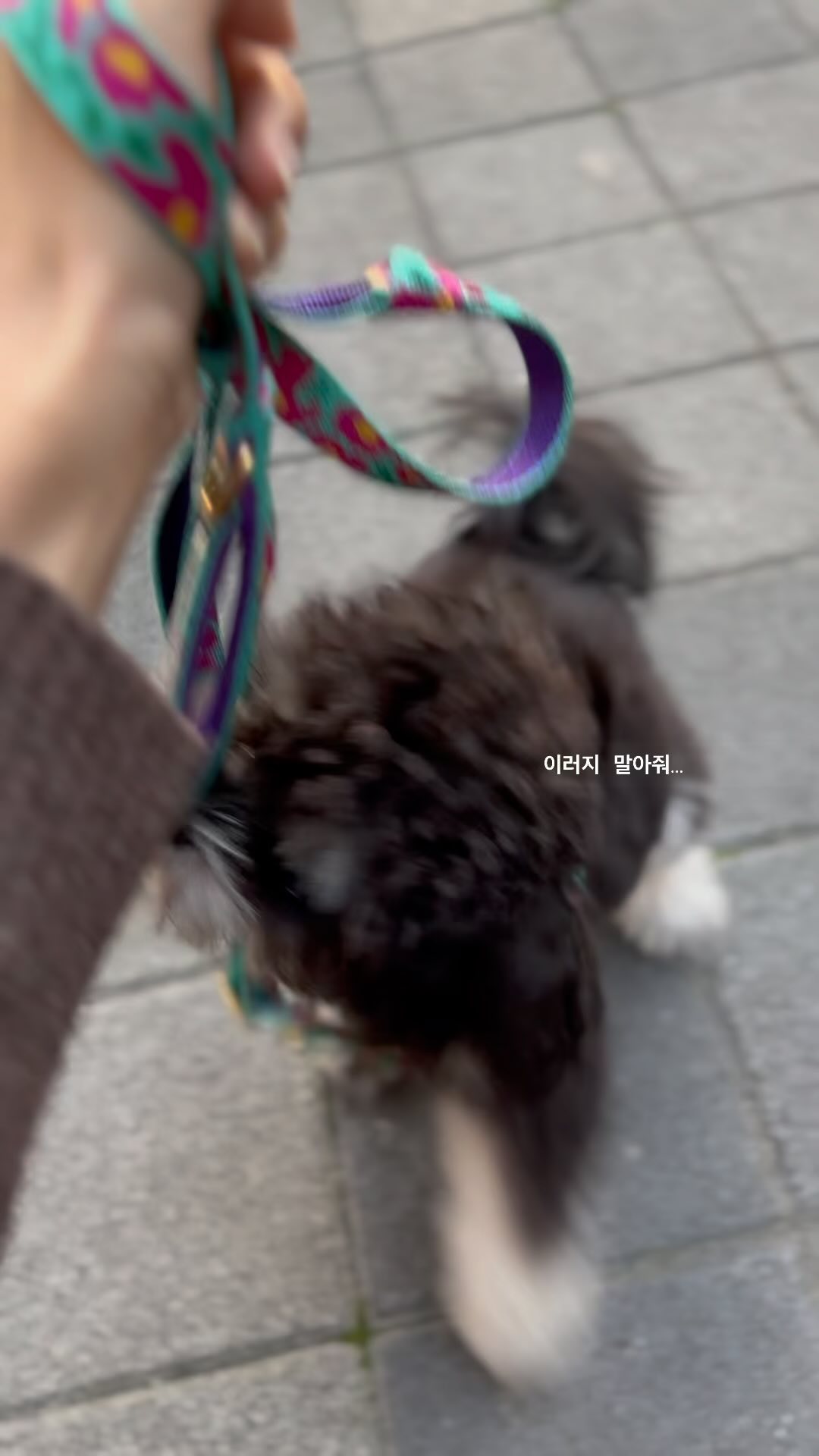 산책 너무 힘들다