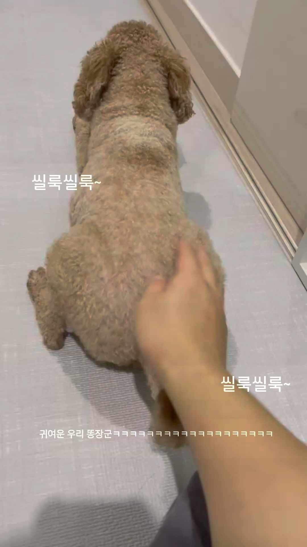 우리집 귀염둥이 장구닝(8세) 산책 후 진짜 ㄱㅇㅇ🥹🥹🥹

#멍스타그램 #개스타그램 #강아지 #귀여워
