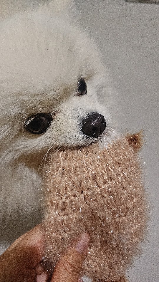 요즘 너구리를 알아들어가지고 자꾸 너구리 가져옴..너구리 그만 몰고 왘!
