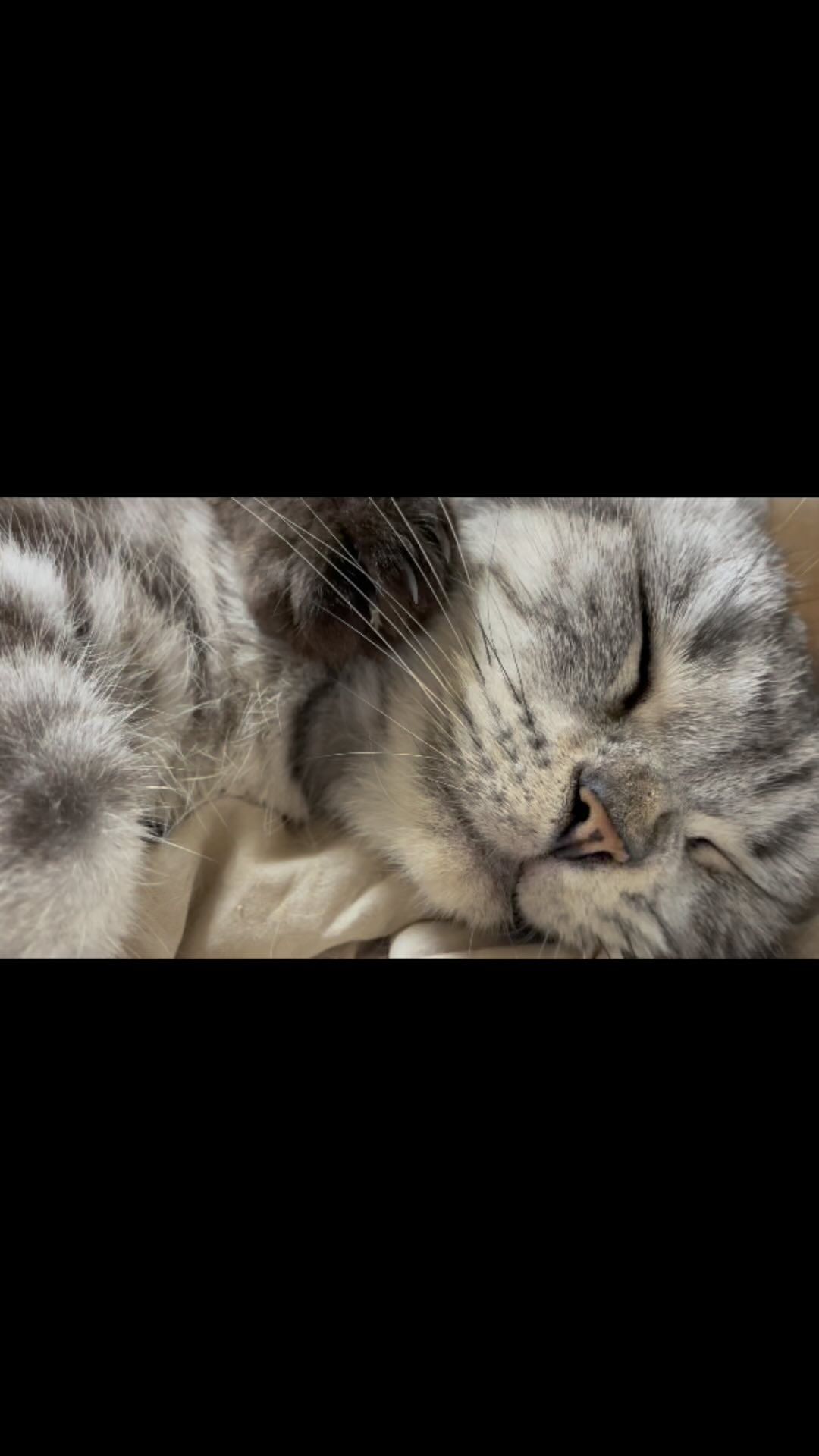 꿈꾸는 고양이❤️
.
.
#catsofinstagram #캣스타그램 #냥팔환영 #catclub #instacat #chonkycat #britishshorthaircats #petsofinstagram #chonky #catoftheday #bshshorthairclub #britishshorthairworld #gatto #kitten #funnycats #bshcat #petsofinsta #catphotos #kittensofinstagram #kittengram #cat #catoftheday #katze #chat #냥팔맞팔 #집사맞팔 #kittensofinstagram #냥스타그램  #kittens_today #猫 #кошка #кошкавдар
