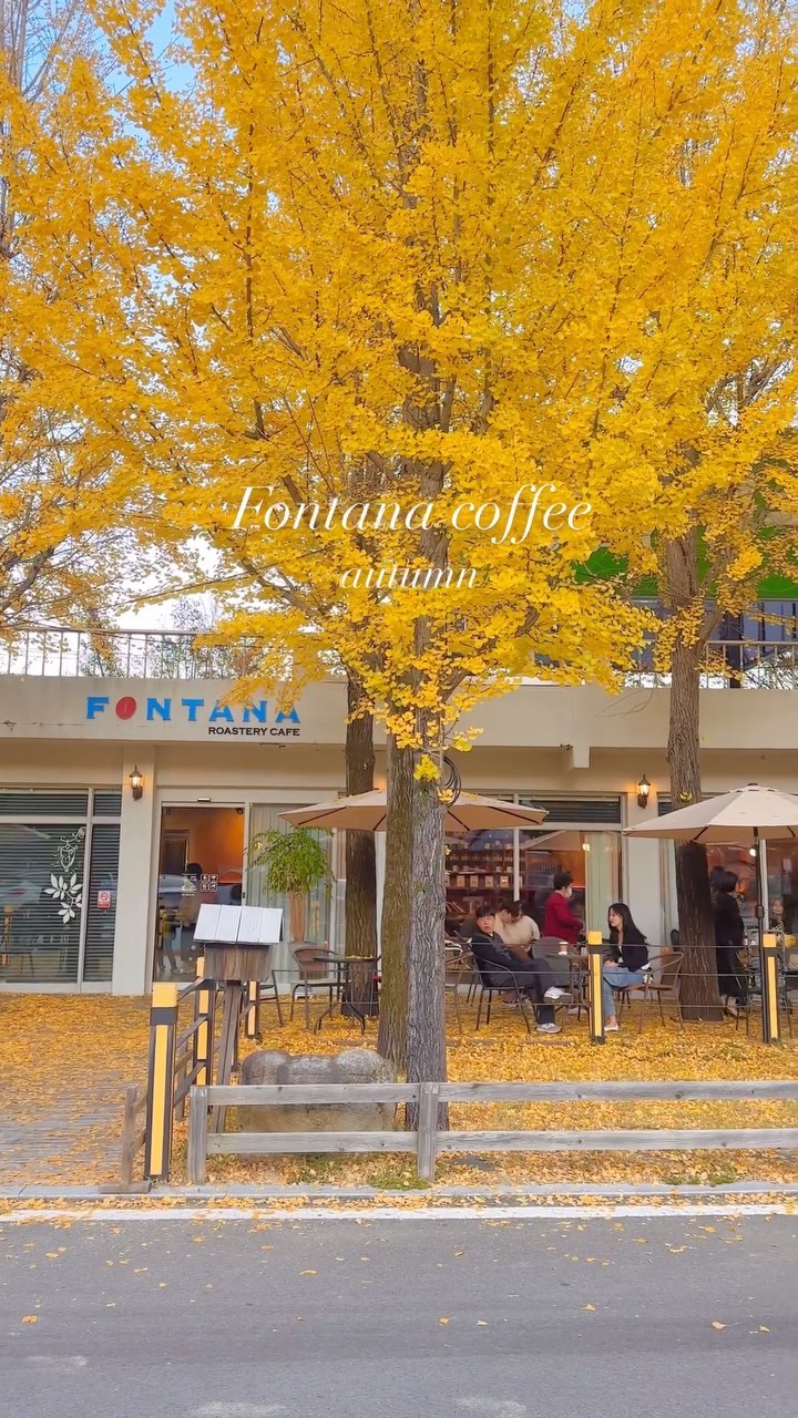 실시간 대구 은행나무 1등 명소..💛

웅장한 은행나무들 사이에 위치한 예쁜 가창 카페☕️
이번주가 딱 절정일 거 같지만 벌써 조금씩 떨어지고 있으니 
하루 빨리 달려가시는 걸 추천 드려요 🥹
야외테라스에 앉아 은행나무뷰 보고
멍~ 때리면 행복 그자체라구 ..🍯

 @fontana_coffee 

☕️ 폰타나커피
📍대구 달성군 가창면 가창로 737 
⏰ 11:00 - 18:00
✖️ 매주 월요일 휴무 

▫️오전은 역광이라 오후 2-3시쯤 방문 추천!
▫️실외자리 웨이팅 있음
▫️카페 이용 시 주차 무료
▫️애견동반 가능 

#대구카페 #대구카페추천 #가창가페 #가창카페추천 
#폰타나커피 #폰타나카페 #대구근교나들이 #대구근교카페 
#대구근교가볼만한곳 #은행나무길 #은행나무 #은행나무맛집