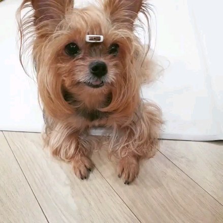 콘텐츠