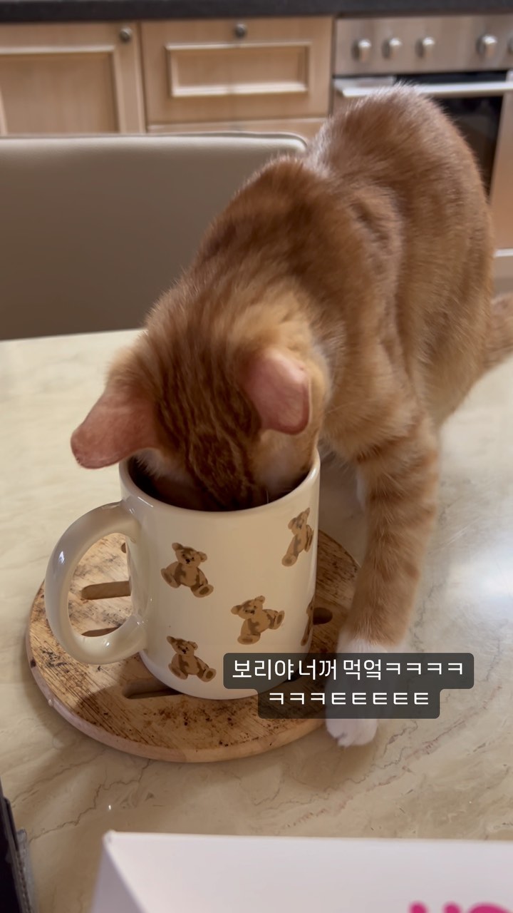 너 물 냅두고 왜 내꺼먹냥ㅋㅋㅋㅋㅋㅋㅋㅋ