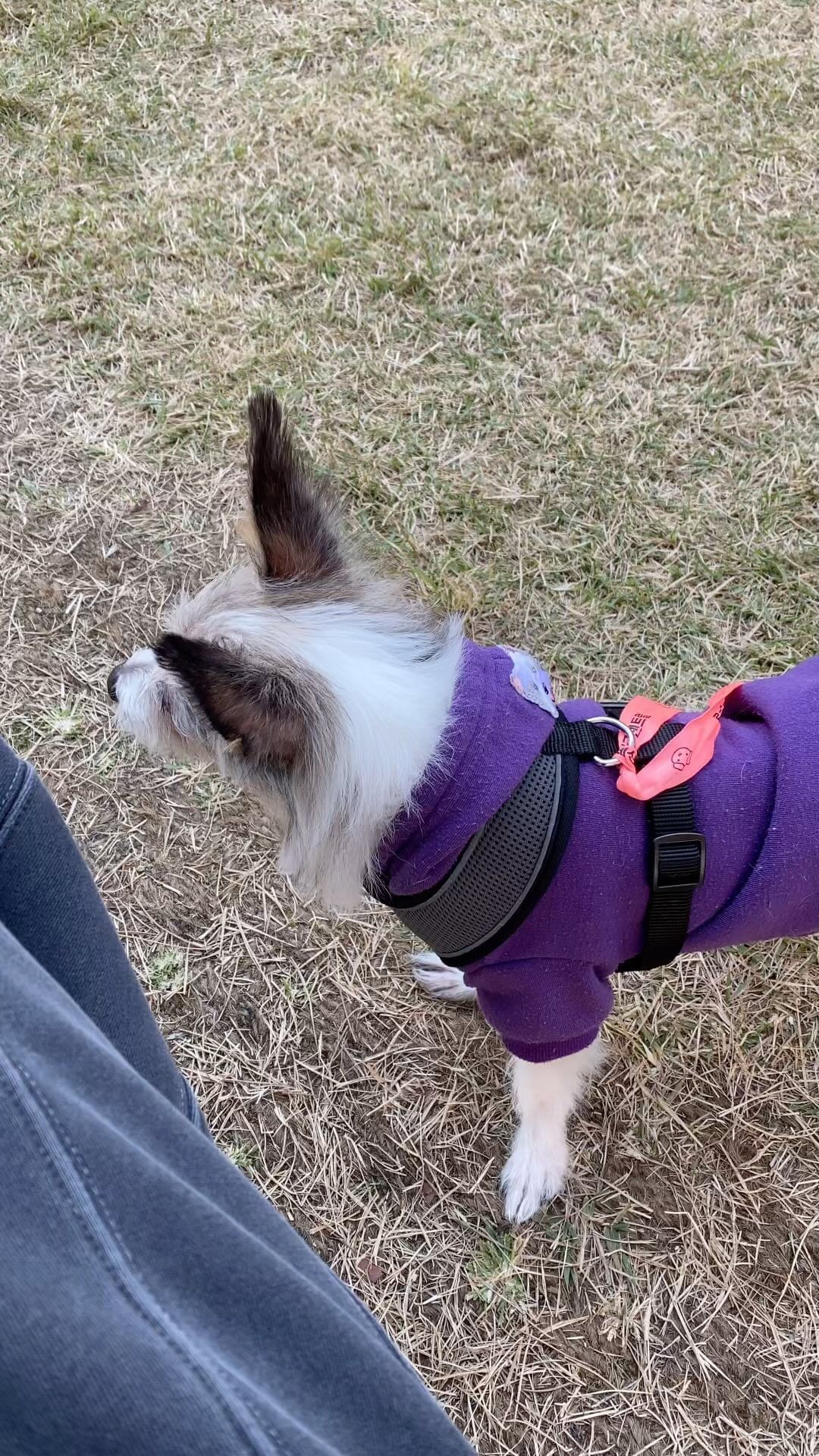 멈뮤 둥이 몽글이🐶