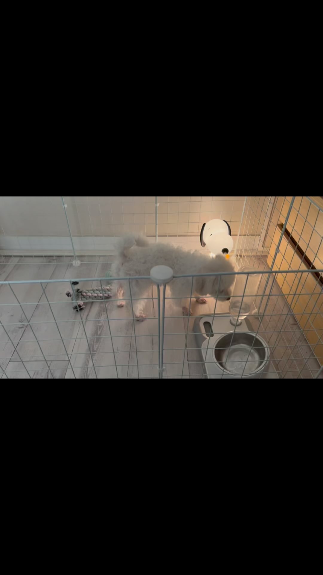 🐕 

우리집에 새 식구가 왔어요~
뿌숑이를 소개합니다 🐶🐾 

나한테는 큰 결정인 이 날의 순간
설레임 반 기대 반 걱정 반 행복 반 

“귀여운 생명체~ 앞으로 우리 잘해보자🫶” 

#2023.11.05 #비숑프리제 
#아담스펫 #강아지분양 #뿌숑이
#4월21일생일 #행복은매일있다네
