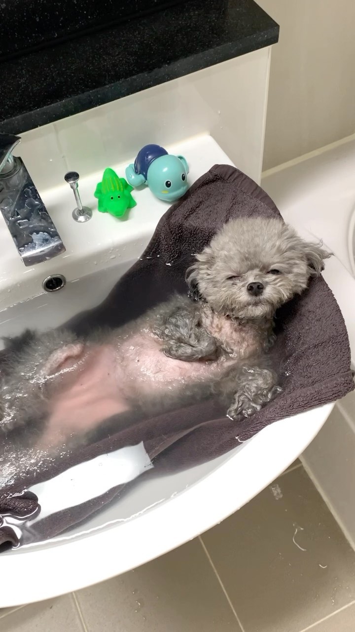 캬 뜨끈하니 조오타🐭♨️
때 빼고 광내서 더 이뻐지려고 목욕해찌🫧
내가 쓴 샴푸는 민감한 피부, 알러지 있는
강아지를 위한 매우 순하고 포근한 비누향이얌🧴
사실 대표님 강아지 설기가 피부가 너무 약해서
아주 순하고 성분 좋은 샴푸를 만드셨다고 해🫶🏻
비건 포뮬러에 동물실험을 하지 않아서
더욱 맘에들어. 부드러운 거품도 잘 보이지?🤍

우리가 알려줄게!🐻🐭
좋은 반려동물 샴푸 고르는법🤓📖
설페이트 계면활성제/에탄올/파라벤 등이
함유되어 있지 않는 샴푸를 쓰는게 중요하대!!
참고해서 소중한 우리 피부에 좋은거만 써야해🪄
런칭기념 1+1에 무료배송 행사 곧 마감😌
구매는 요기 ! @amily.pet 🛁

#물에빠진생쥐 #쌩얼공개 #메추리아님 #오골계아님
#강아지샴푸 #강아지샴푸추천 #아밀리 #아밀리샴푸