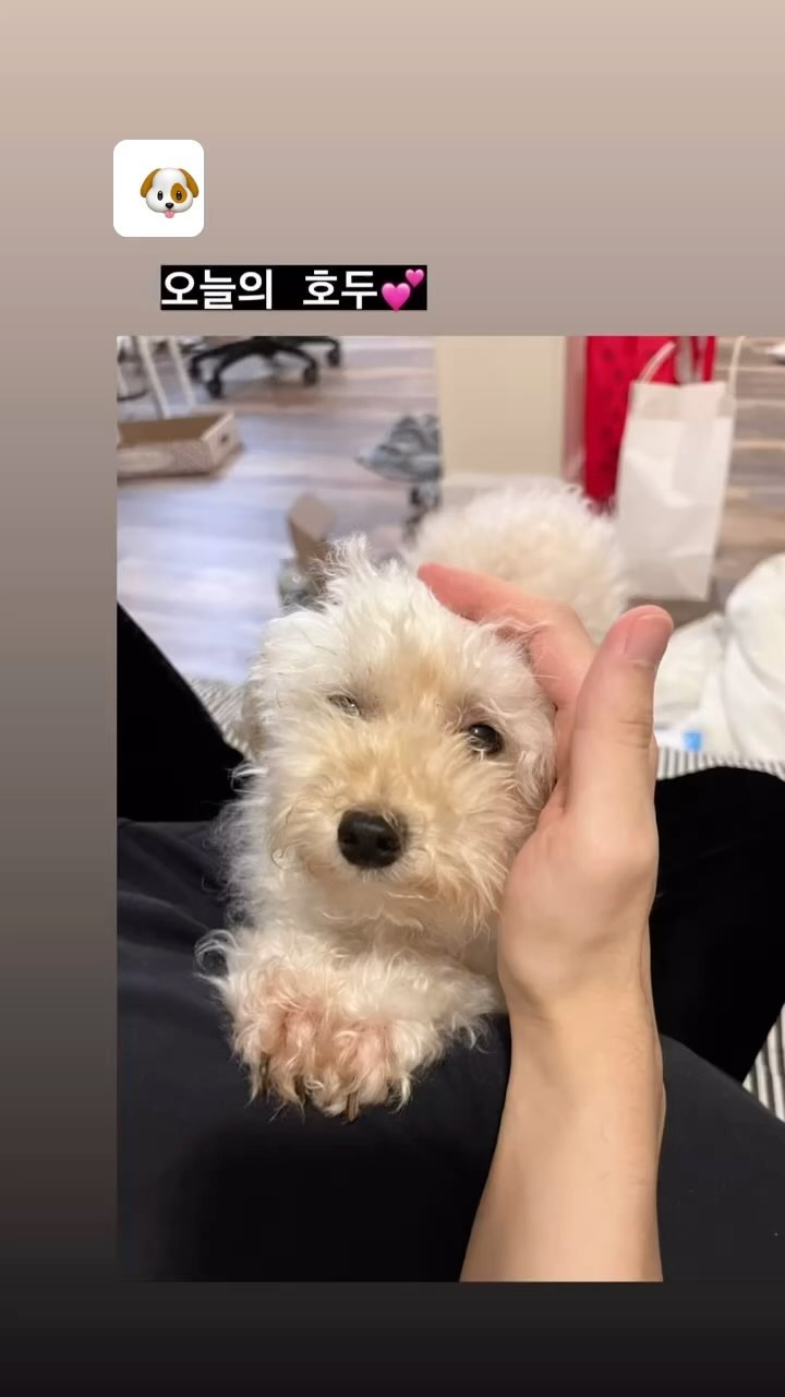 🐶오늘의 호두 모음🐶