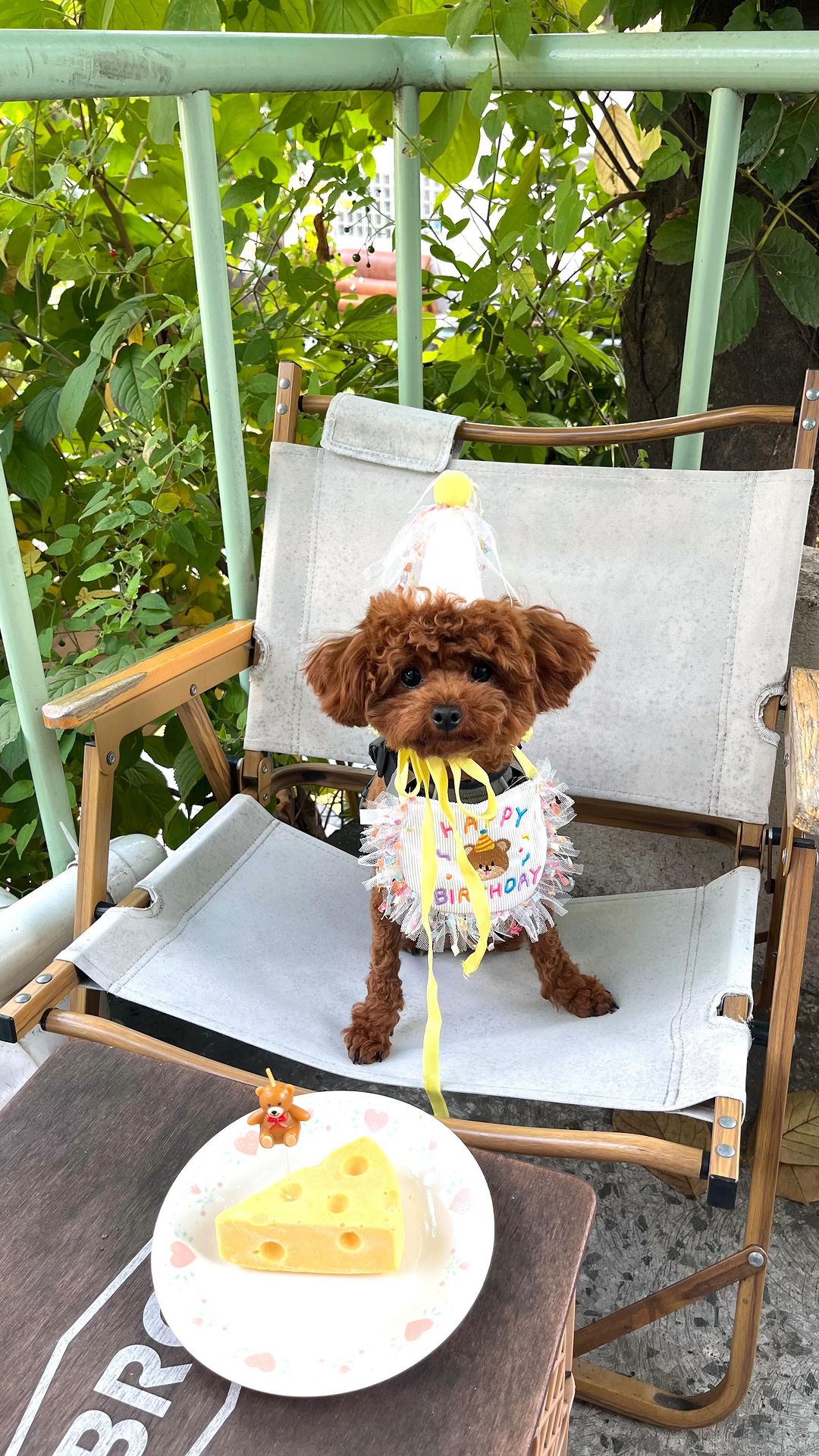 파이야 내년 생일에는 간식은 많이 사진은 적게 할게🐶😂💗💗🌈