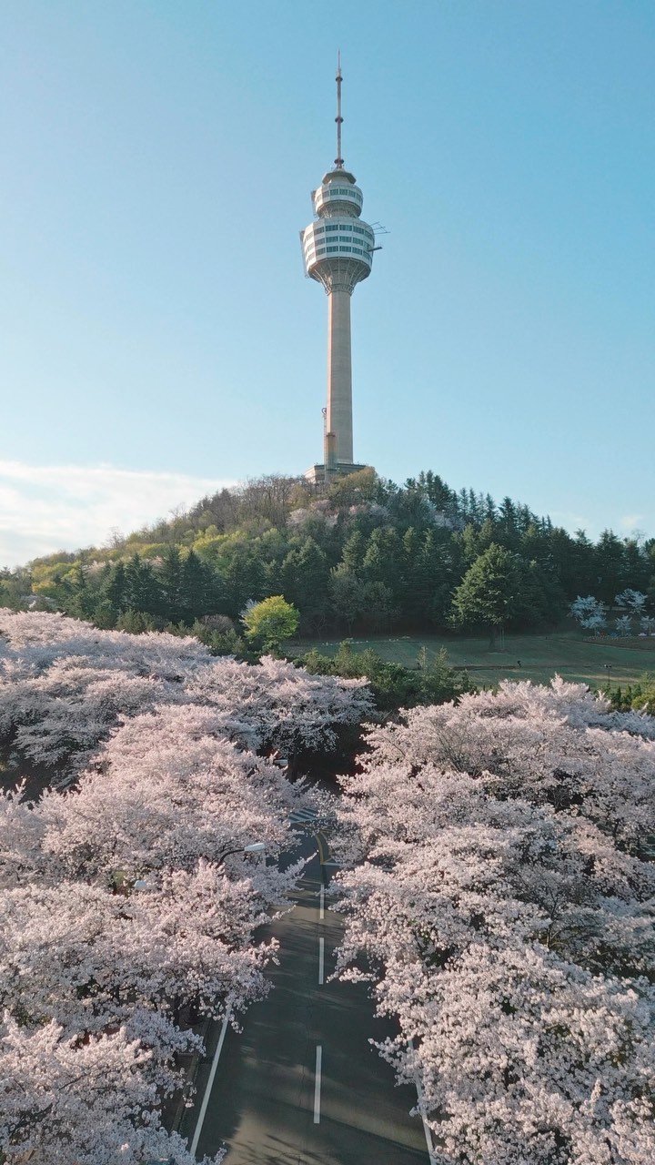 벚꽃이 만개한 #이월드
대구의 대표적인 벚꽃 명소로 
많은 사람들의 방문이 이어지고 있으며 
두류공원과 함께 방문하는 것을 추천드립니다 

- 이월드 
위치 : 대구 달서구 두류공원로 200
이용시간 : 놀이공원 외 상시운영
이용금액 : 놀이공원 외 무료